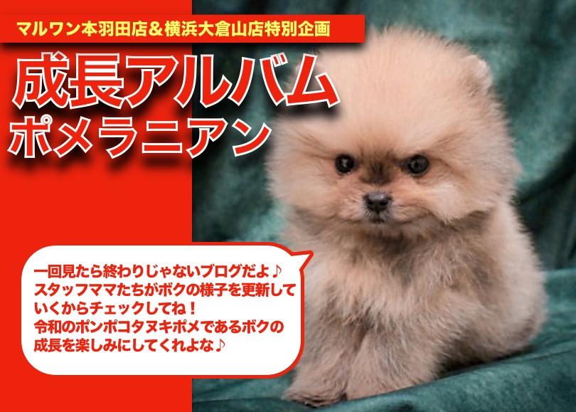 ポメラニアン 】令和ぽんぽこ！プレミアムポメラニアンちゃんの成長