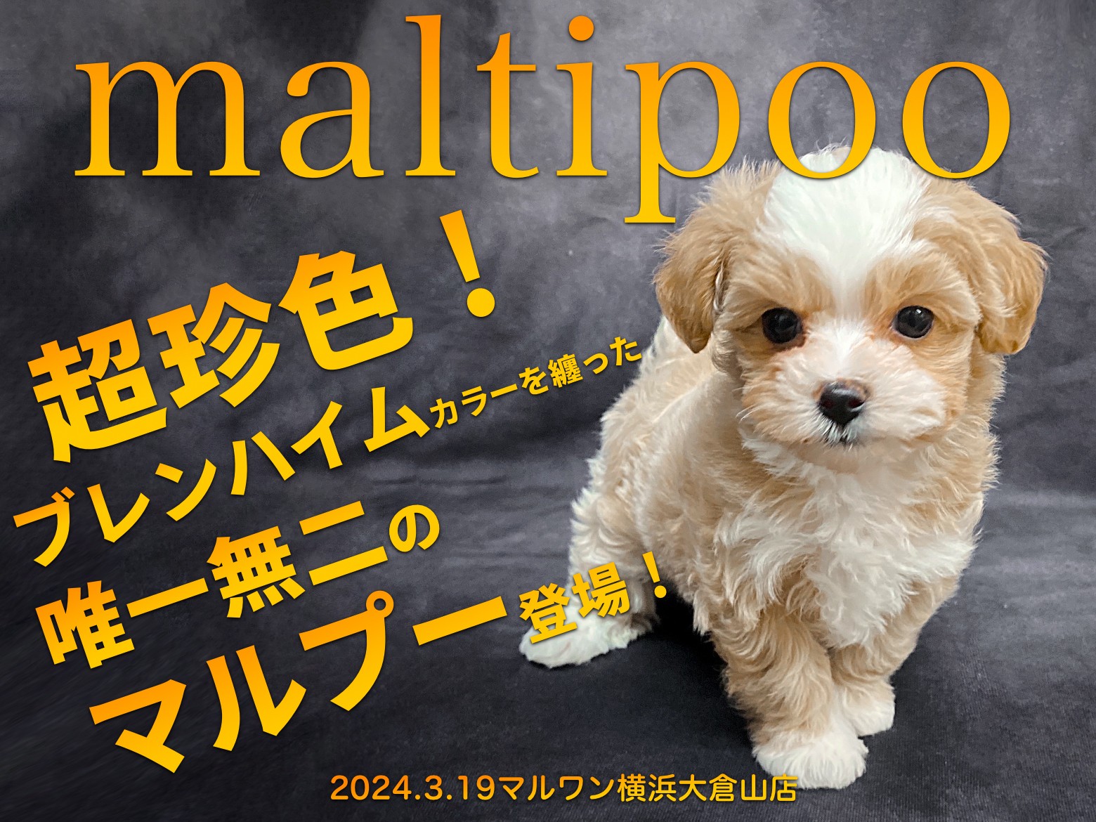 ブレンハイム マルプー 】トイプードルとマルチーズから誕生した唯一無