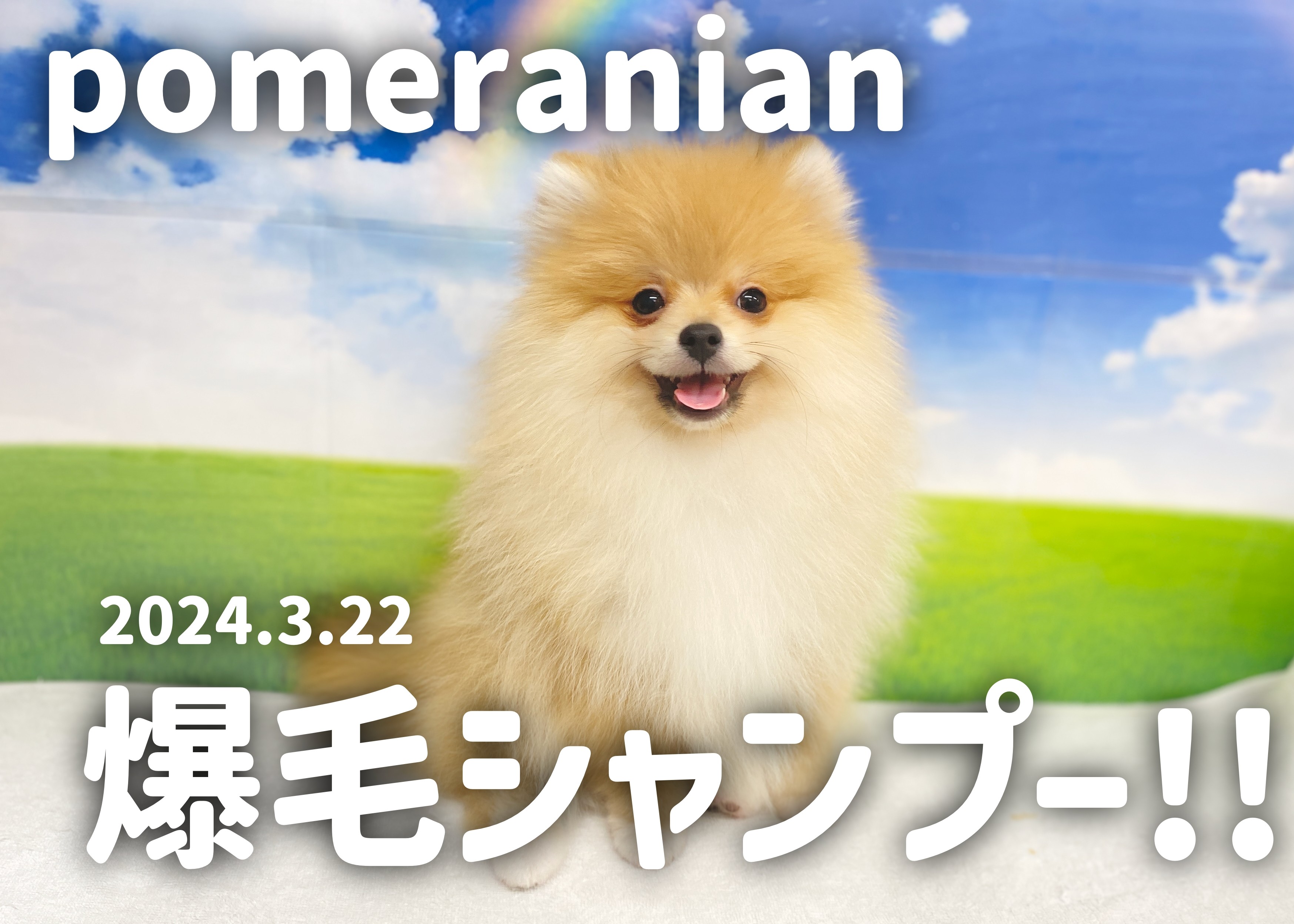 ポメラニアン成長ログ】爆毛シャンプーに挑戦！半端ない達成感