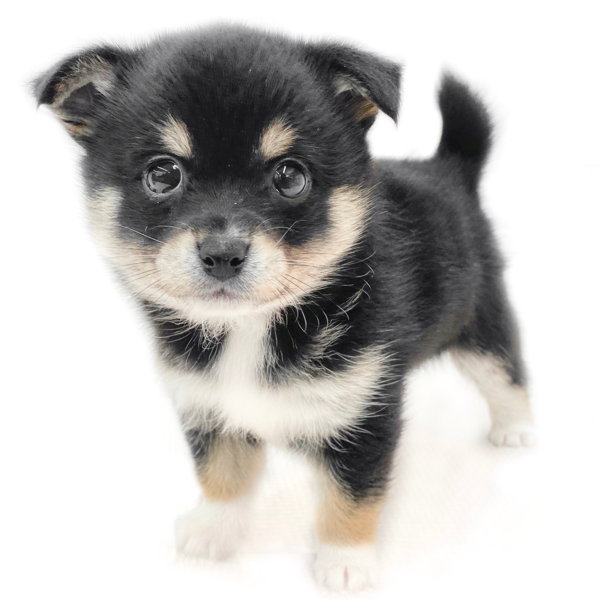 d324dd790257dac0ab94b95ebd00c8