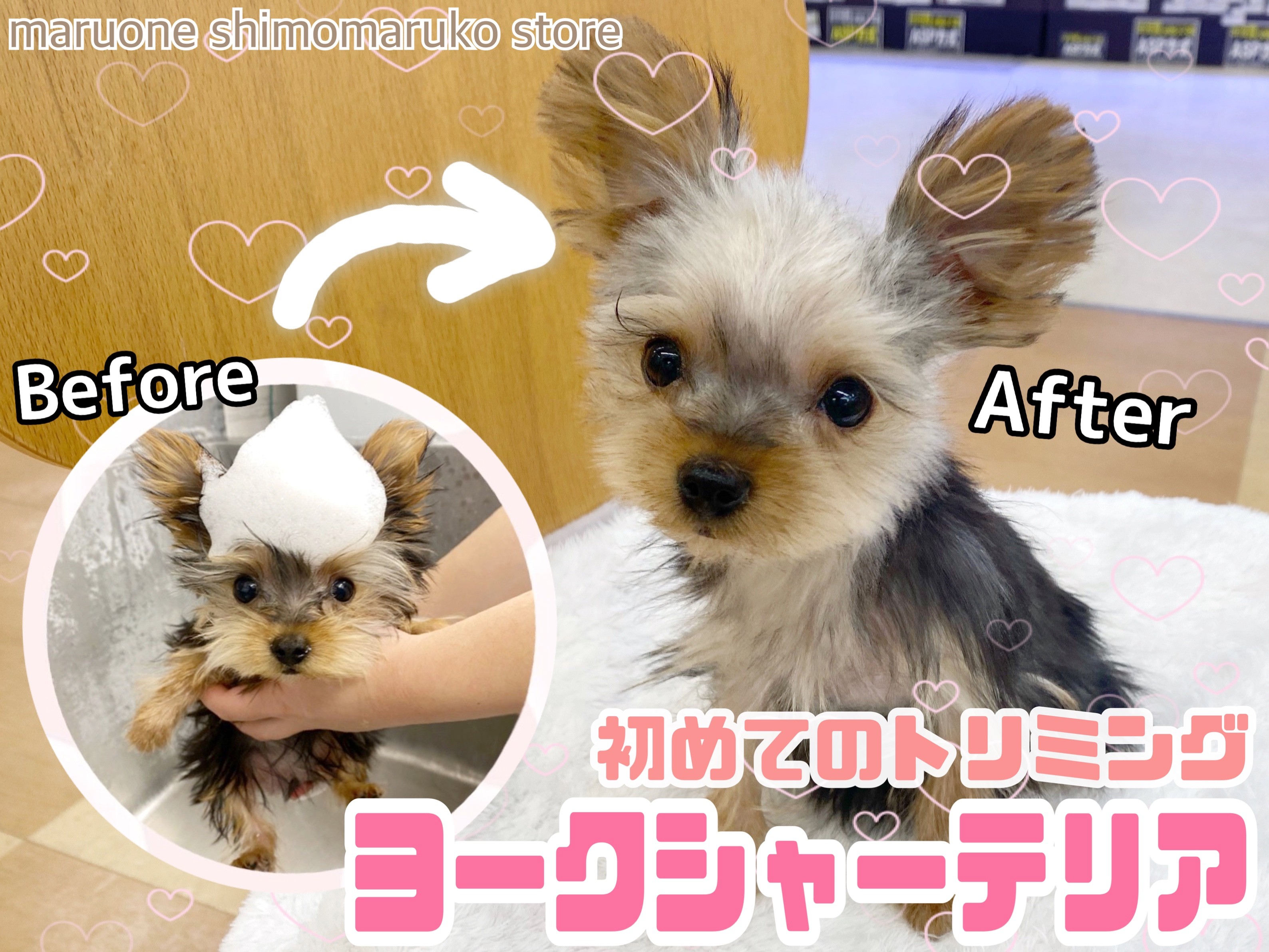 ハートをギュッと！わんこピアス（ヨークシャーテリア） ヨークシャーテリア 】小さめレディーに成長中！初めてのトリミング