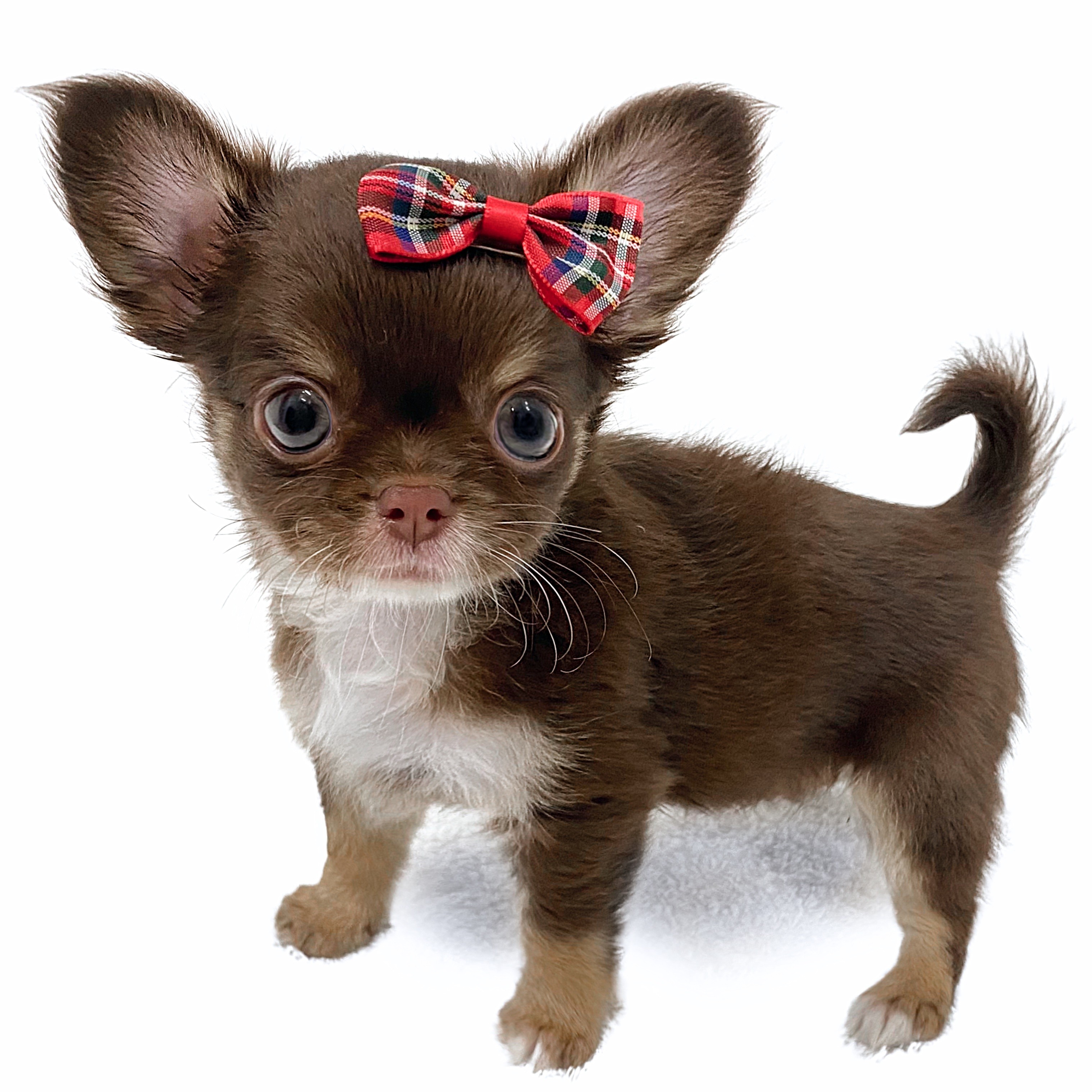 チワワ | ペットショップ マルワン 小さめ子犬 美形な子猫 初心者安心 