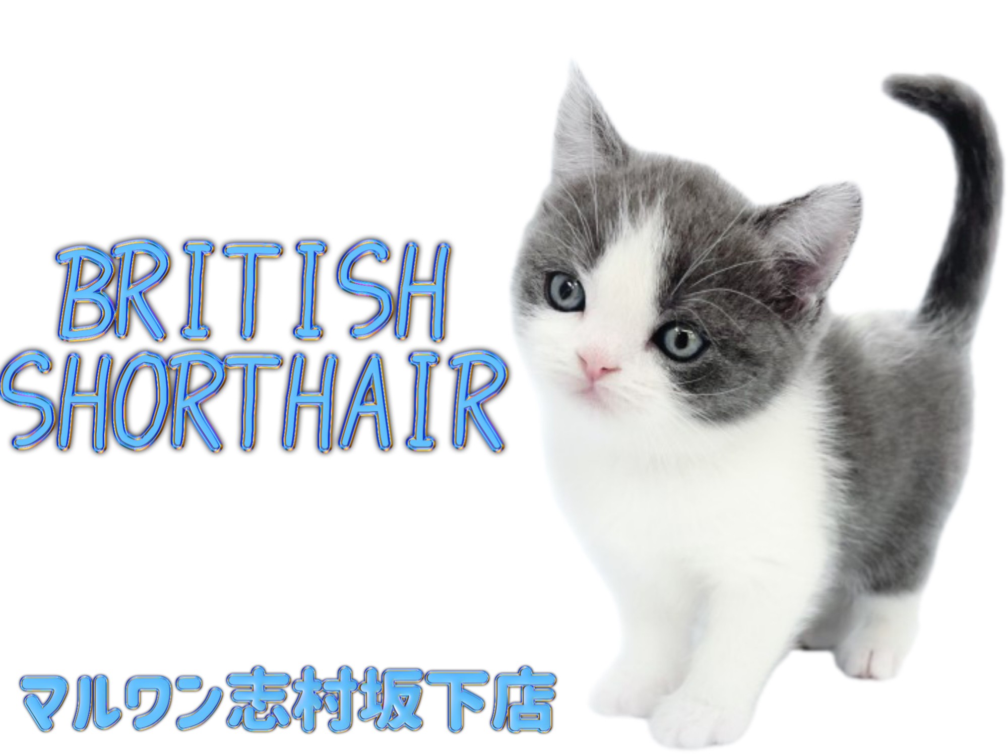 もたこ 羊毛フェルト猫 ブリティッシュショートヘア ブリティッシュショートヘアー ハチワレブリティッシュショートヘア リアル