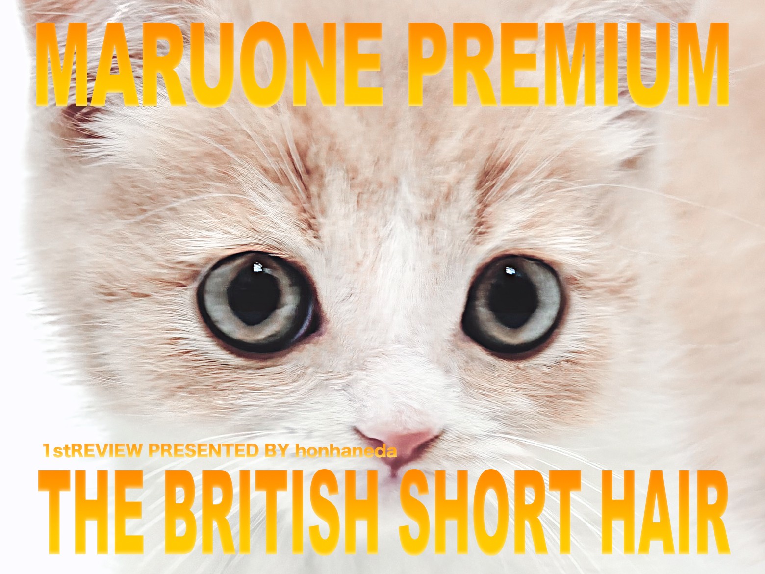 ブリティッシュショートヘア 】良血統のDNAを受け継いだプレミアム