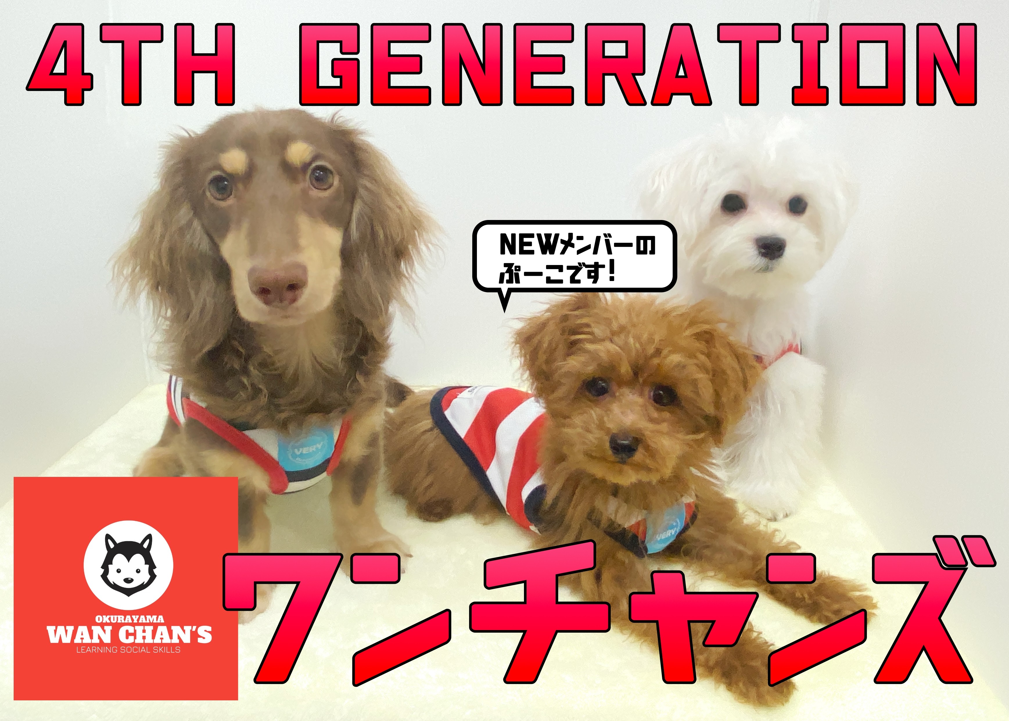 4代目ワンチャンズとワンニャンズ 】新メンバーのぷーこちゃんのご紹介