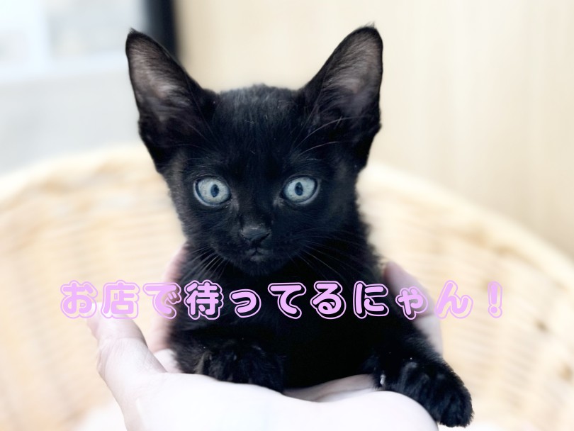 なかなか出会えない希少な猫ちゃん！ | ボンベイ （09-110） - 板橋 志村坂下店