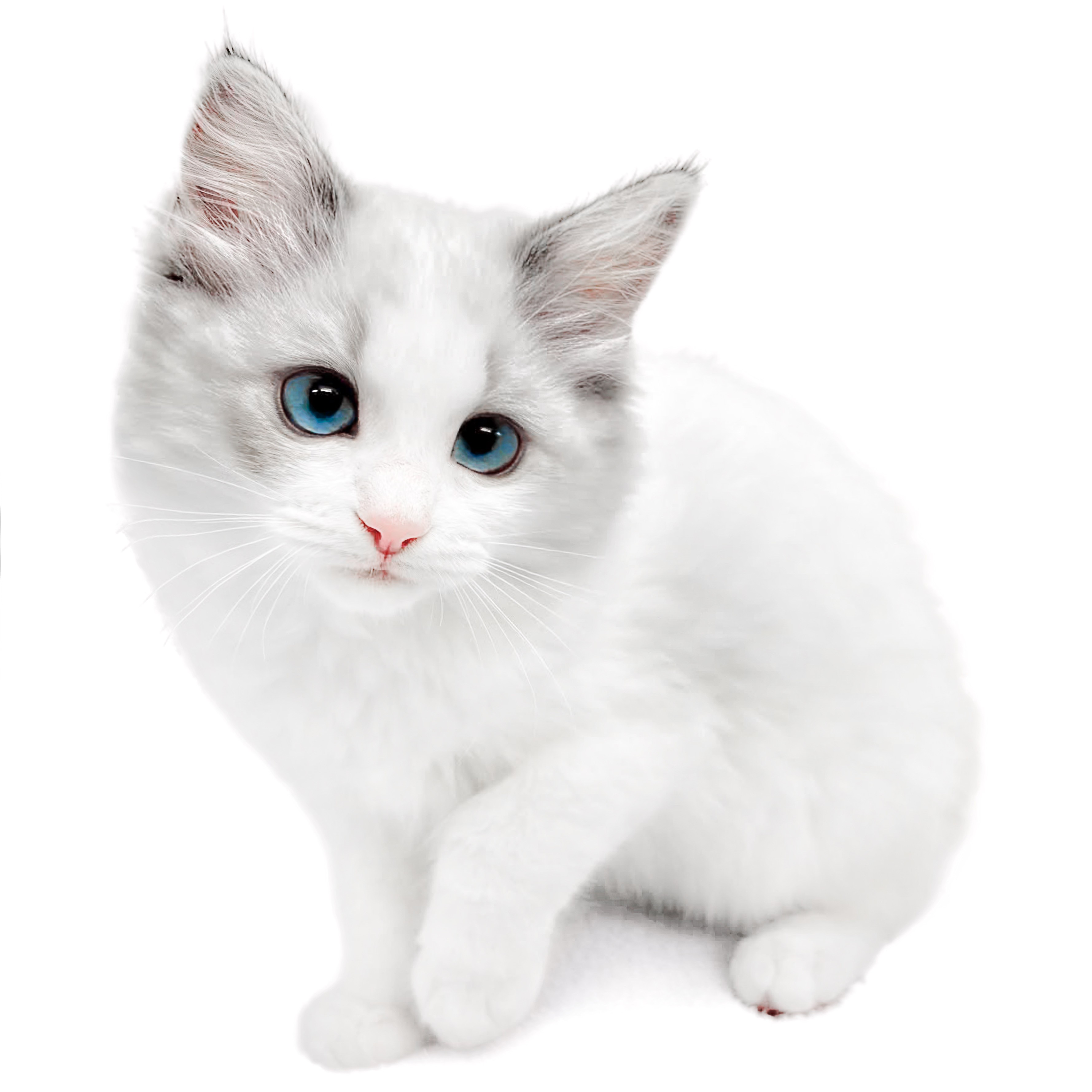 ねこまる白一枚 hqdefault.jpg