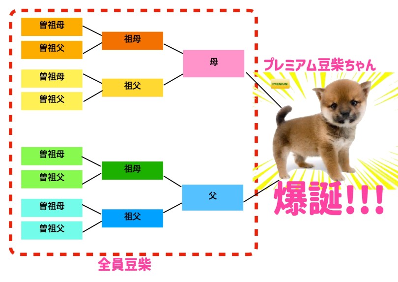 柴犬と並ぶと2回りほどコンパクト | 豆柴 （06-160） - 横浜 大倉山店