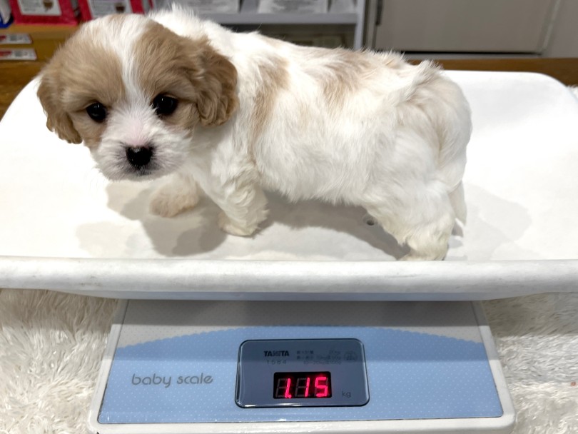 生後60日の体重測定は1.15kgとしっかりめ！ | MIX犬 キャバション （02-74） - 横浜 白楽店