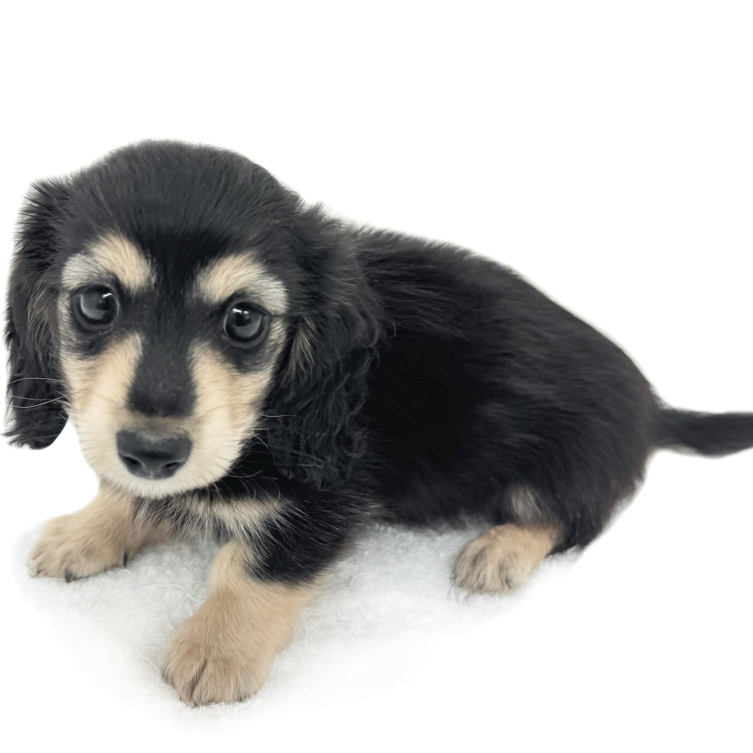 カニンヘン・ダックスフント | ペットショップ マルワン 小さめ子犬