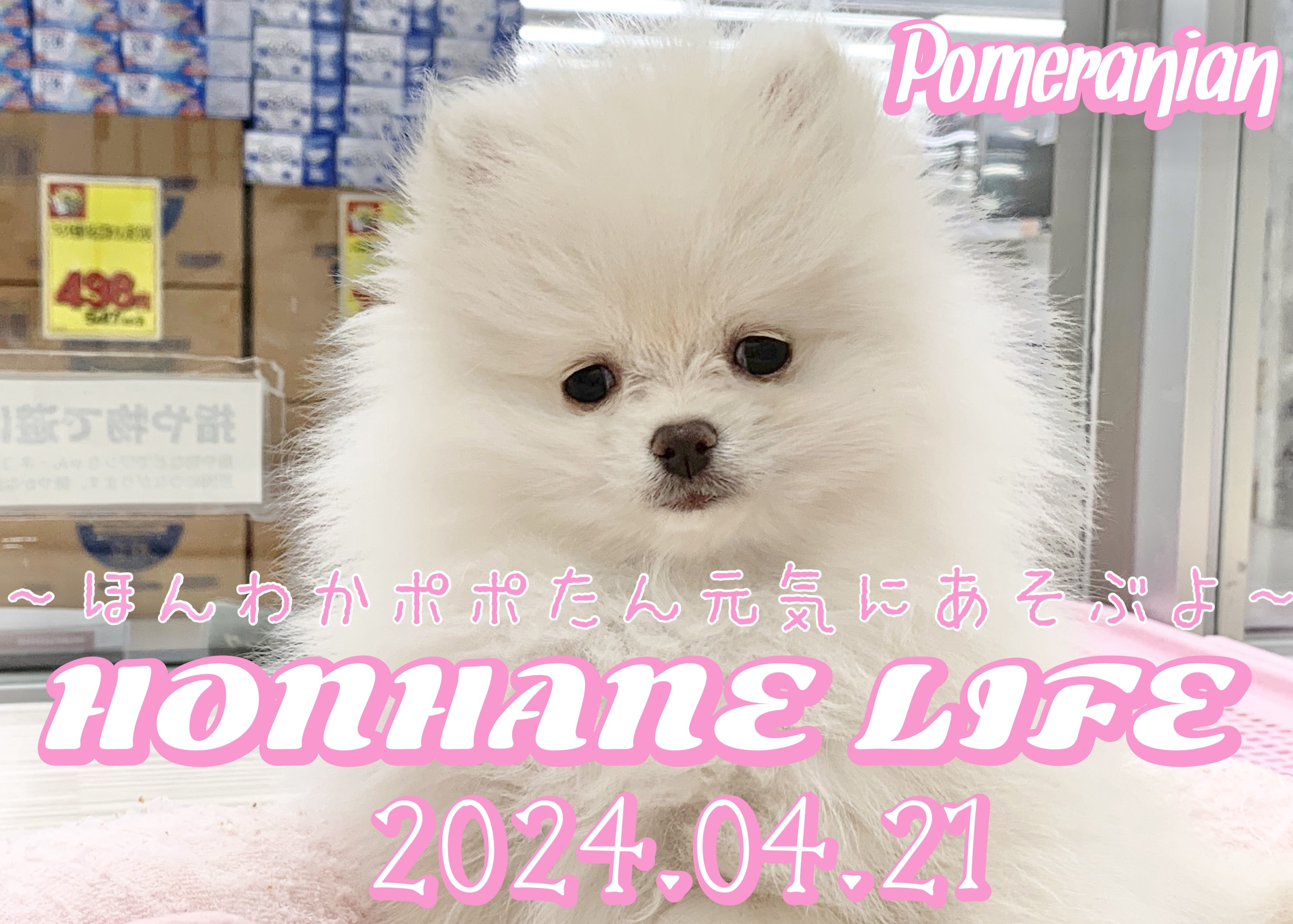 ポメラニアン成長ログ】ほんわかポポたん元気に遊ぶよ！ | マルワン