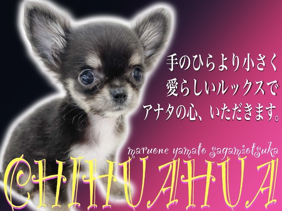 チワワ 】手のひらよりも小さなアイドルプリンセス降臨！あなたの心を