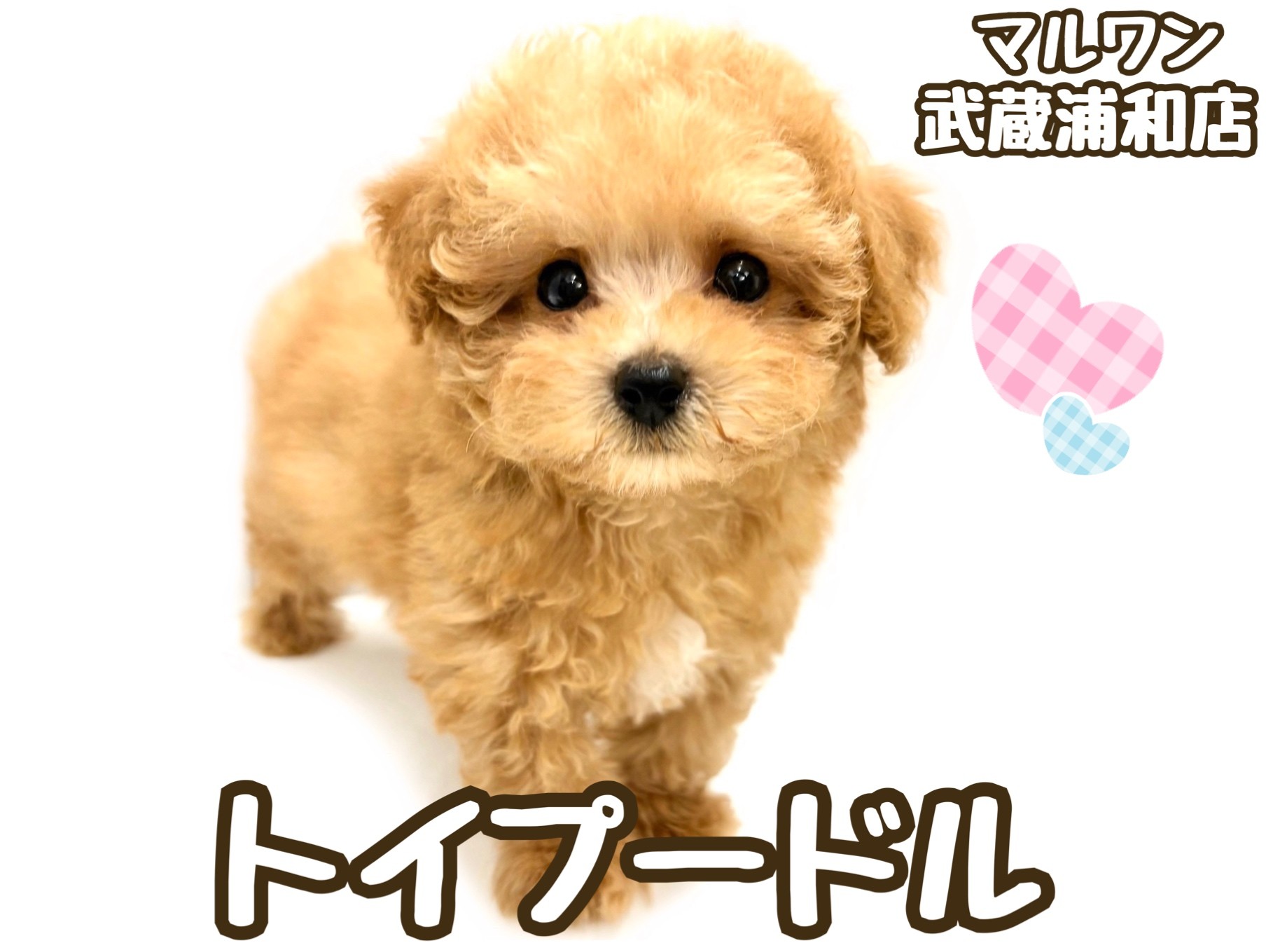 トイプードル 】短いマズルとタレ目が可愛い小さめサイズの男の子が