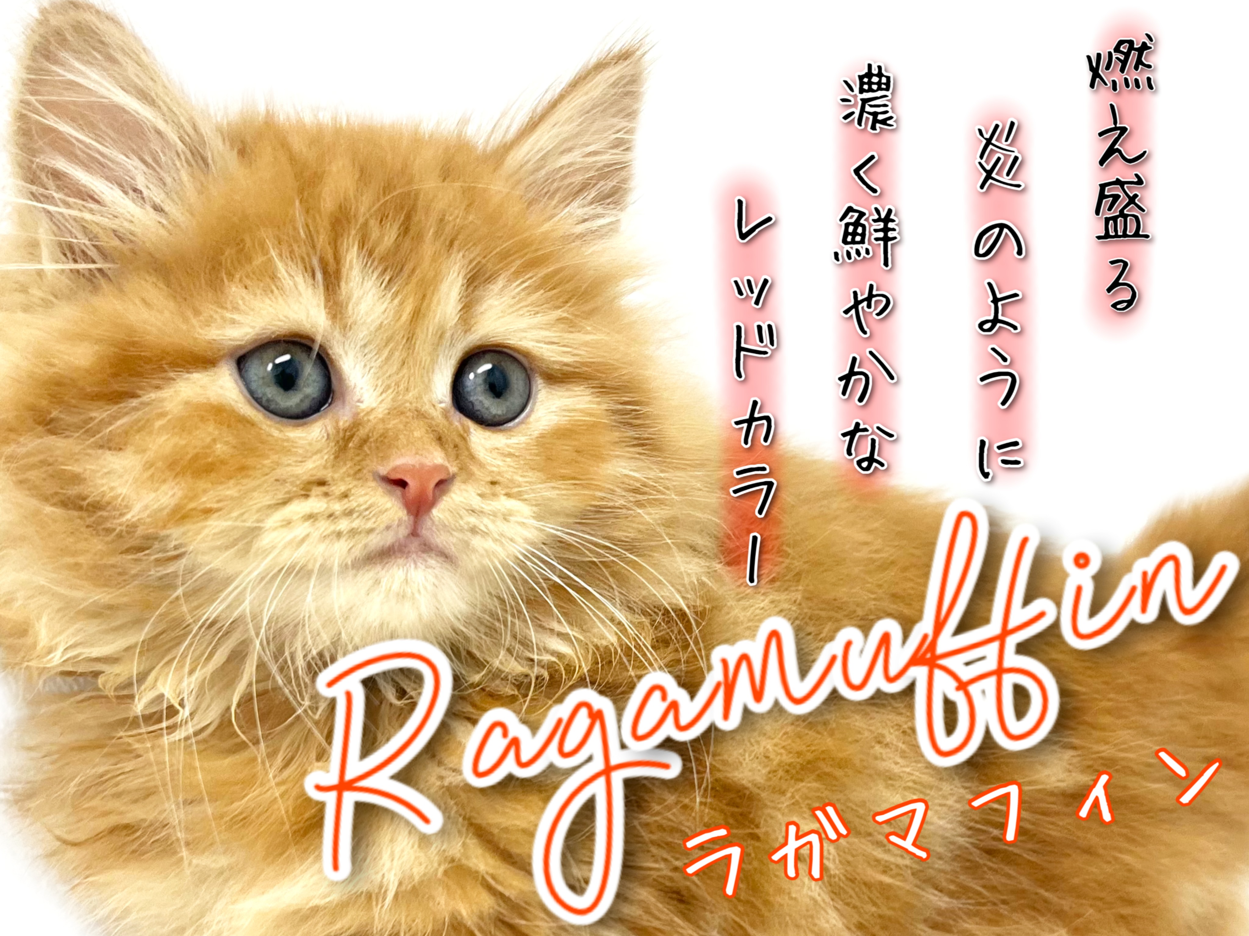 ラガマフィン 】赤く燃る鮮やかさ！濃厚レッドタビーをご覧あれ