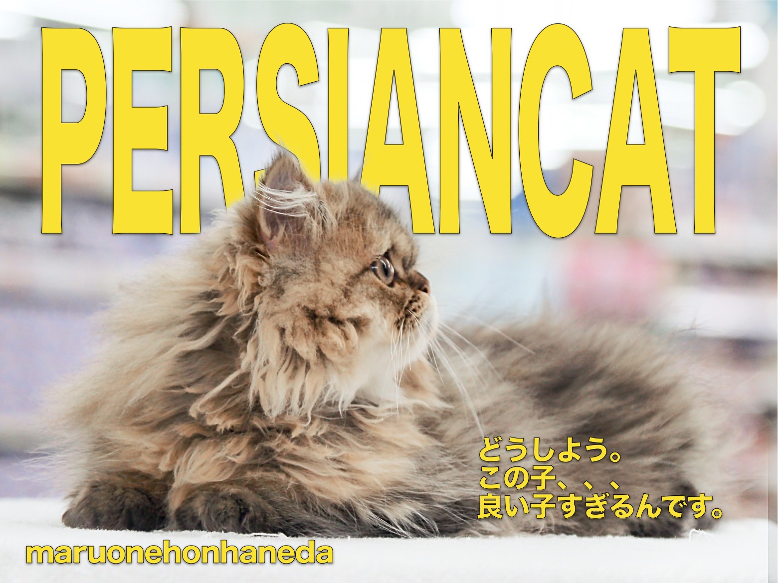 8186bcfc0e9721b7fc2bb0fc687789