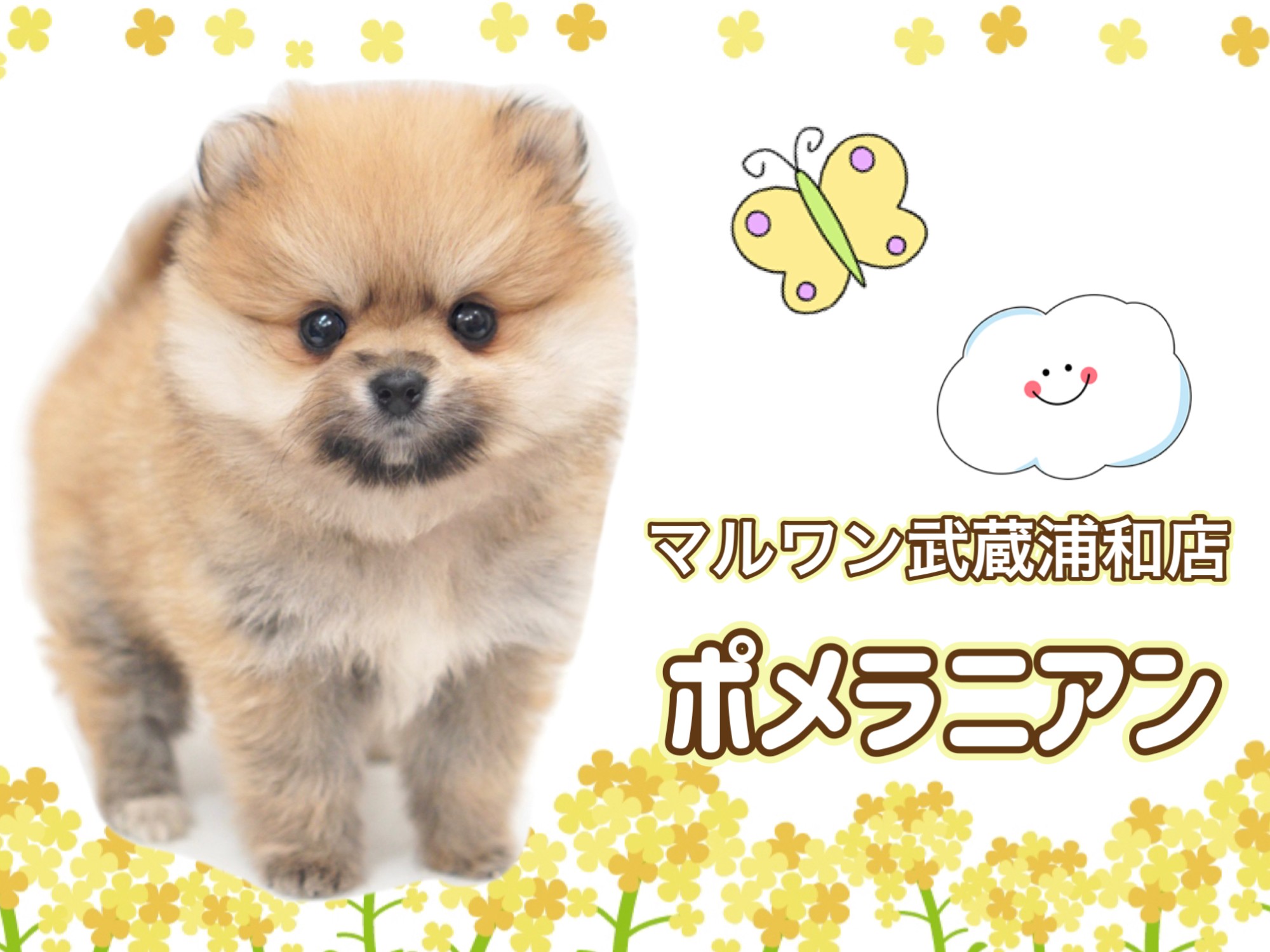 ポメラニアン 】生後78日で529g！小さめポメラニアンの女の子が埼玉に