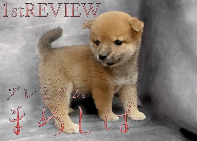 豆柴 】両親体重5.0kg！待望のプレミアム豆柴降臨！！ | マルワンBLOG