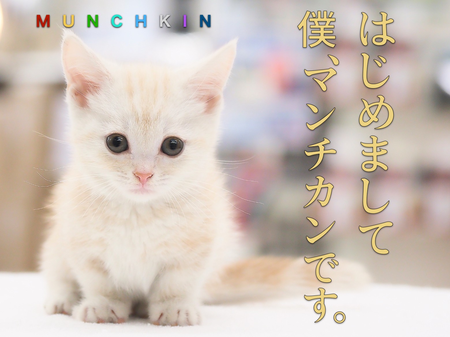 短足マンチカン 】東京ナンバーワンの美しい被毛！クリーム