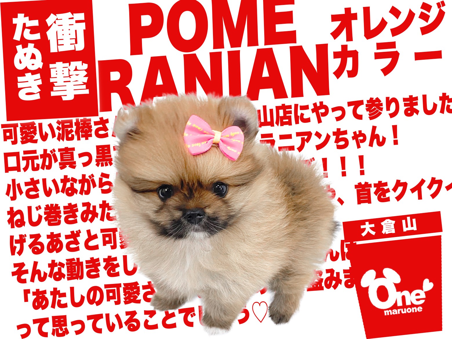 怒ったぽめらにあん ポメラニアンの怒った顔もたまらん！親子そろって感情むき出しも