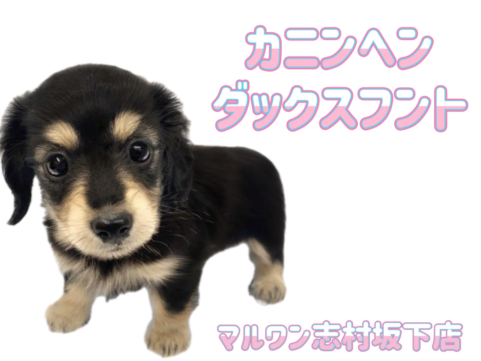 ペリロコ様♥️ダックス シーズー 柴犬 ペン立て シーズー - 子犬や