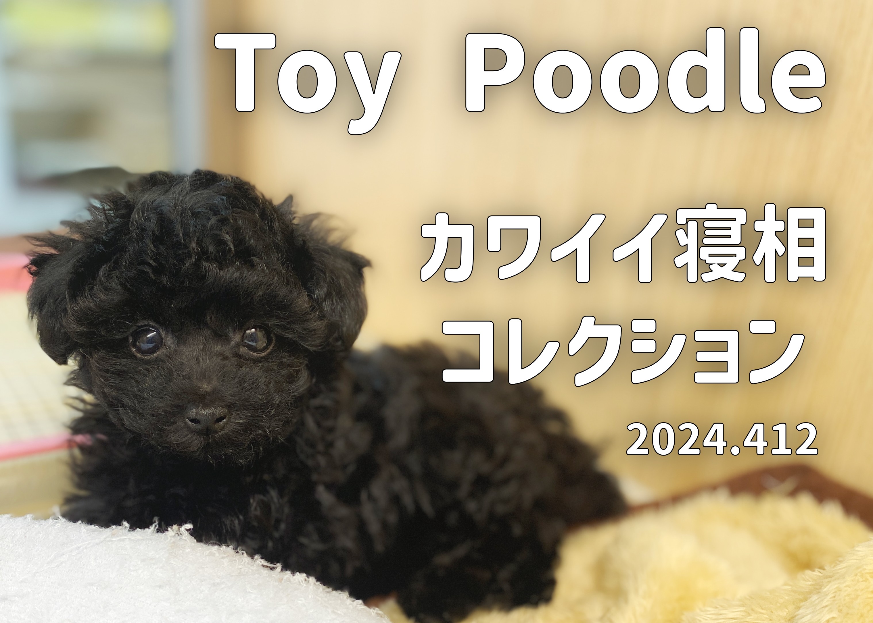 くろぷー様専用 黒プー倶楽部 (❤️迷子犬の掲示板応援団限定) (@