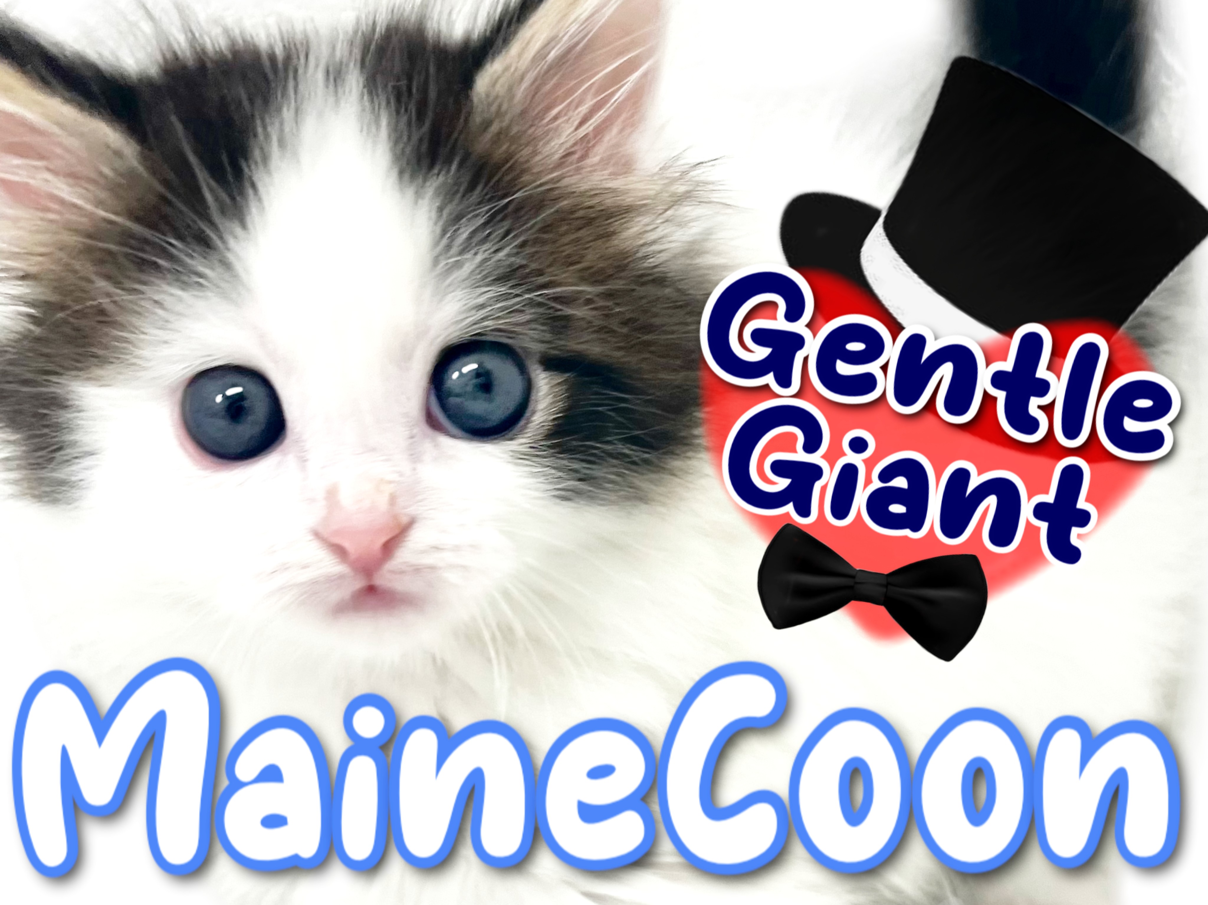 【チョコメルさま】vintage cat ୨୧ ベイビーフェイス 猫ちゃん メインクーン 】大きさだけじゃない！究極のベイビーフェイス