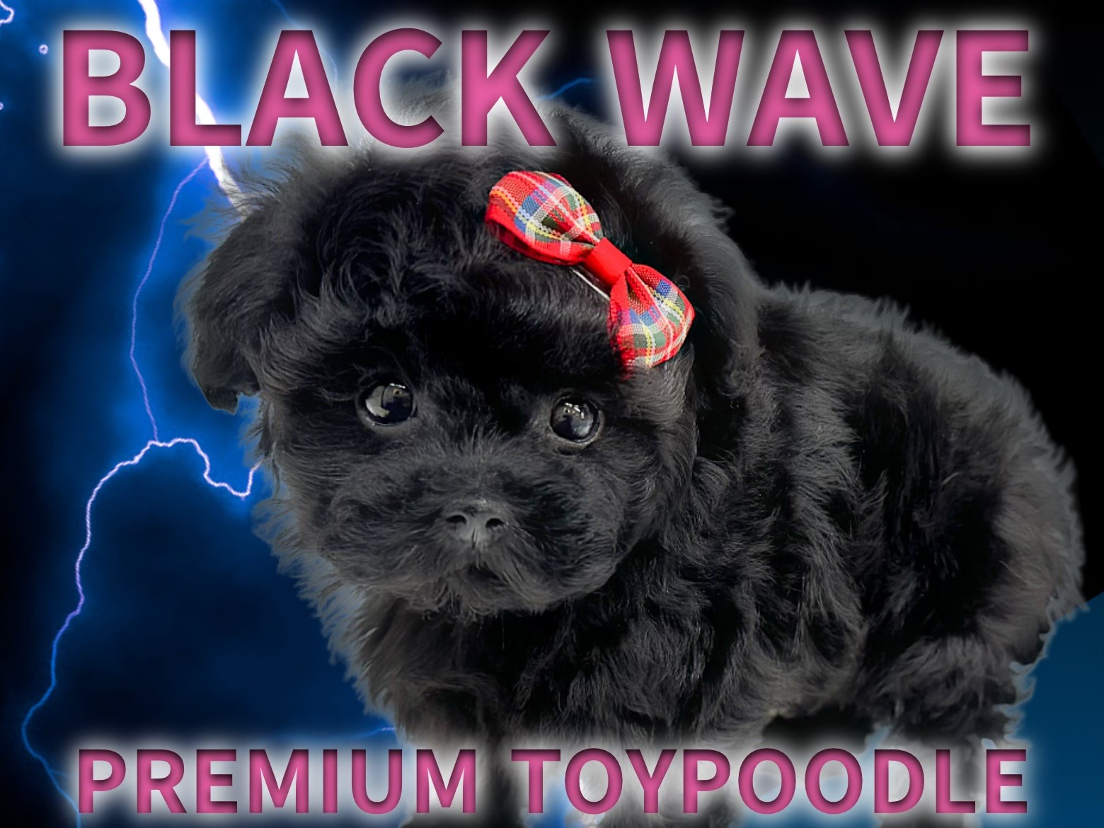 トイプードル 】タイニーサイズ！輝きを放つ漆黒ブラックカラー