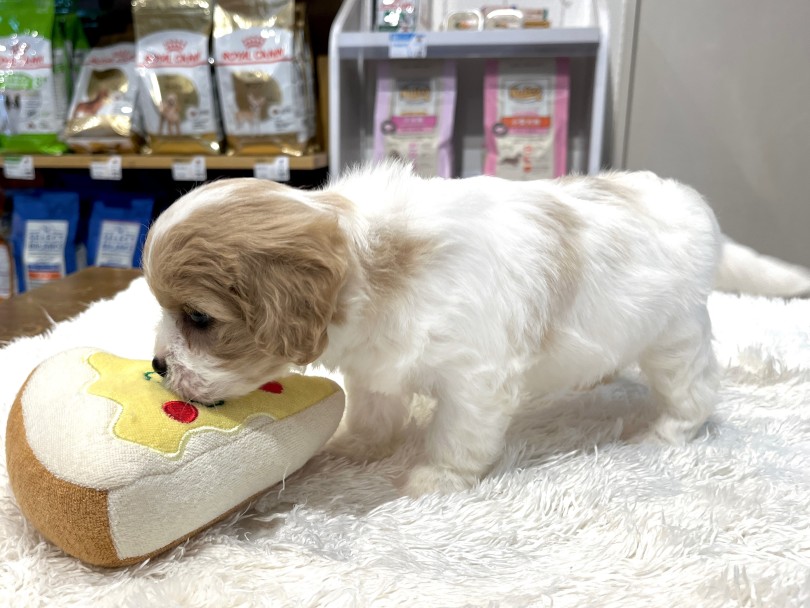 ピザパンのおもちゃをプレゼント♪ | MIX犬 キャバション （02-74） - 横浜 白楽店