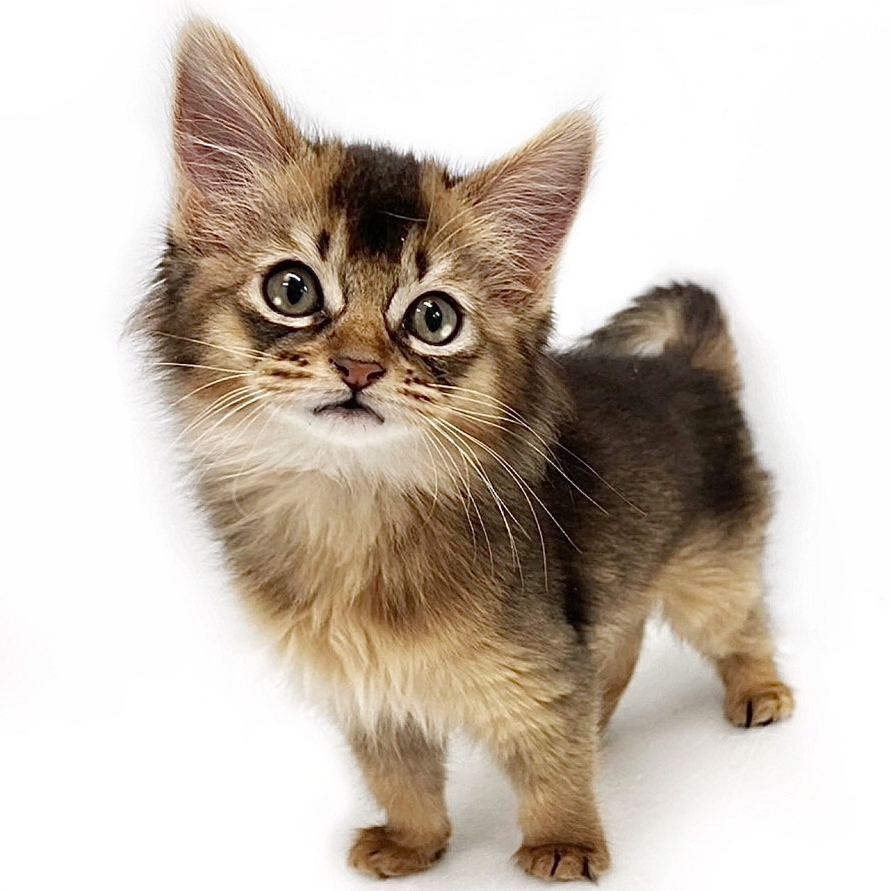 2001年　ソマリ子猫 ソマリの子猫を探す｜ブリーダー直販の子猫販売【みんなの子猫