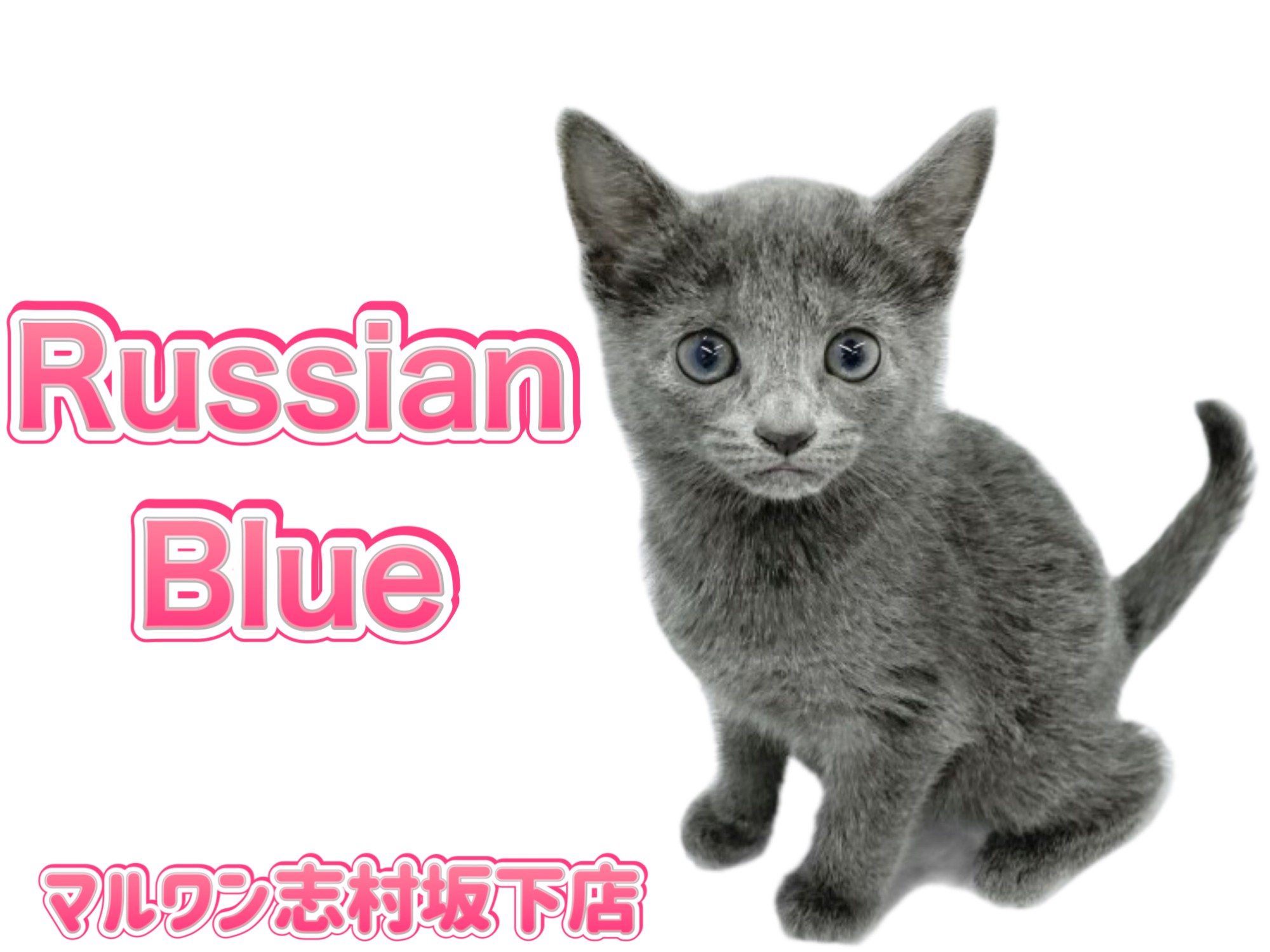 まんまるだにゃん！ マスコット ロシアンブルー e89ab07e902d31d3f2f1b88a02c058