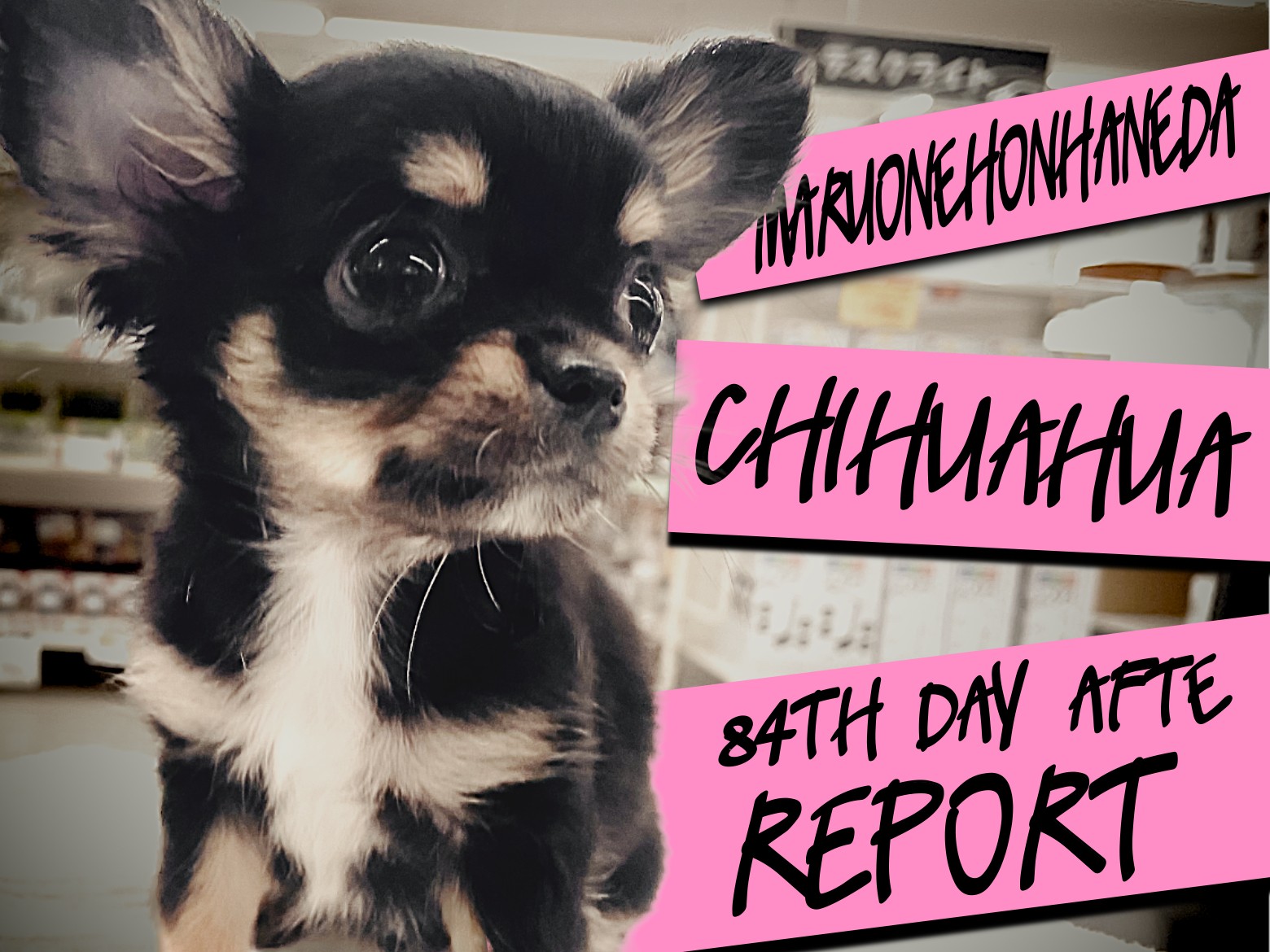 チワワページ d58f054510ac272afa9924903c594e