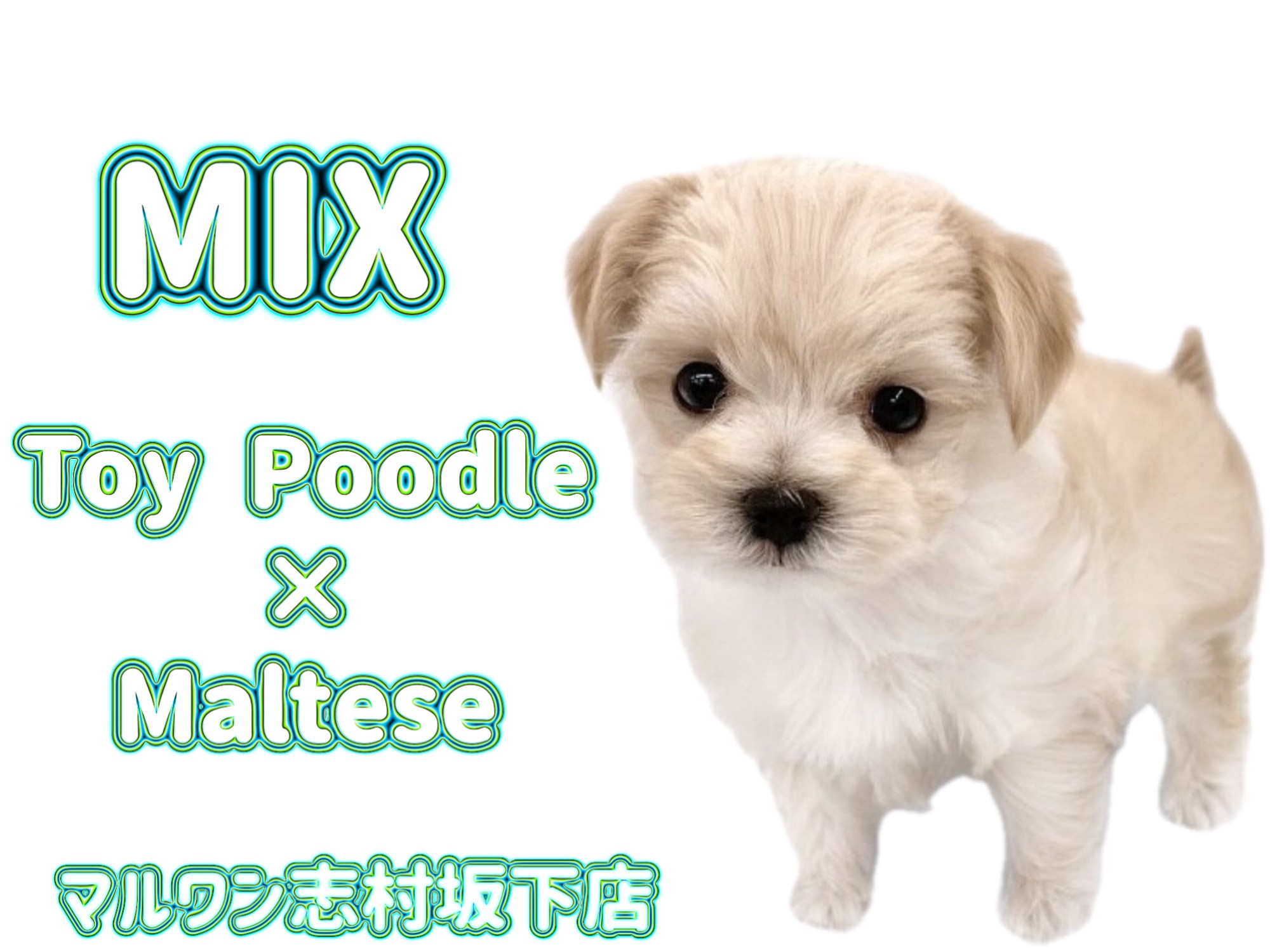 MIX 】お父さんはトイプードル、お母さんはマルチーズの大人気MIX登場