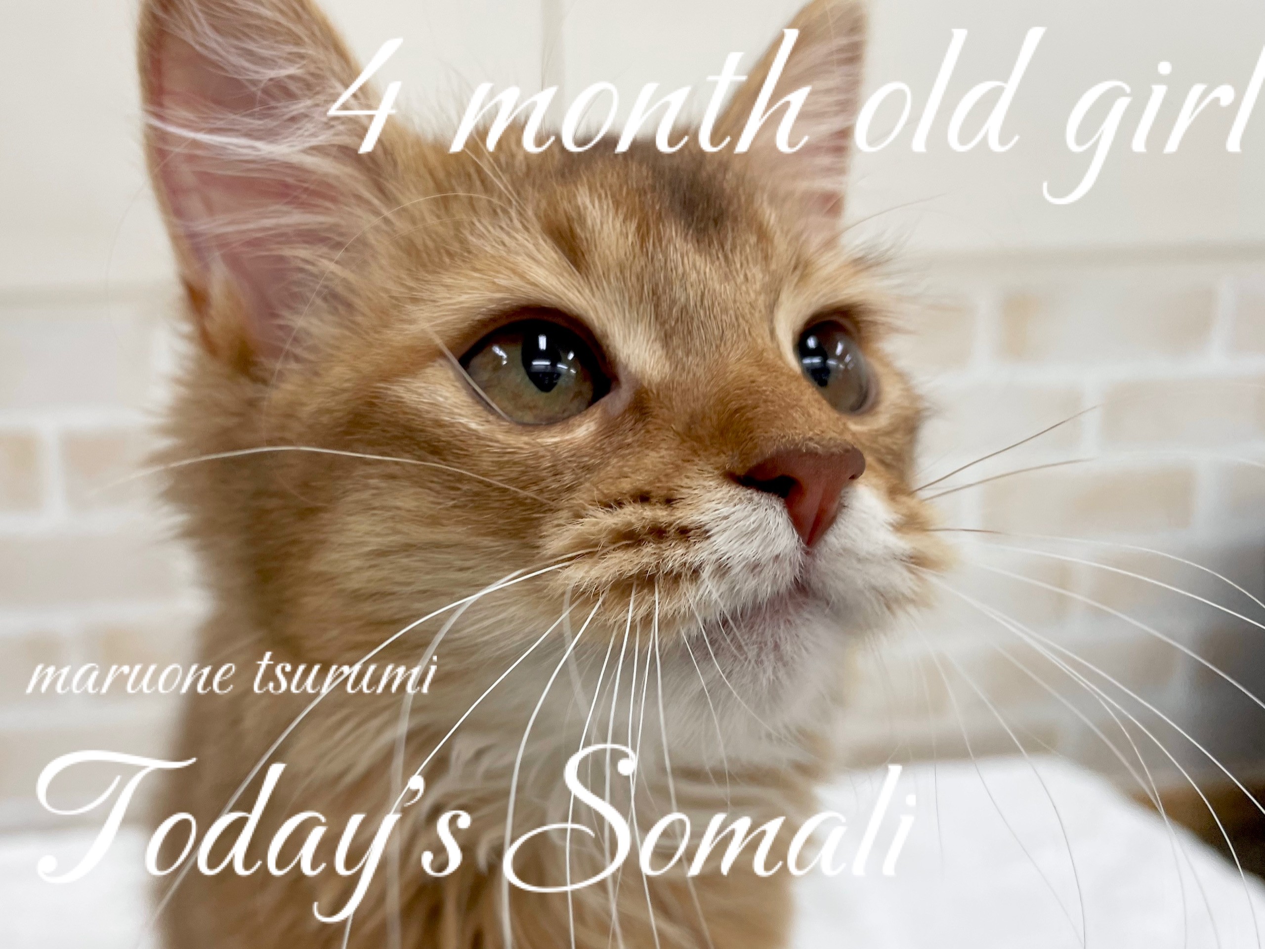 ソマリ 】本日のソマリちゃん！生後4ヶ月の女の子！ | マルワンBLOG