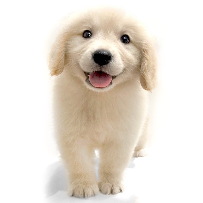 ゴールデンレトリバー | ペットショップ マルワン 小さめ子犬 美形な