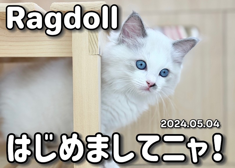 ラグドール成長ログ 】はじめましてニャ！プレミアムラグ様が仲間入り