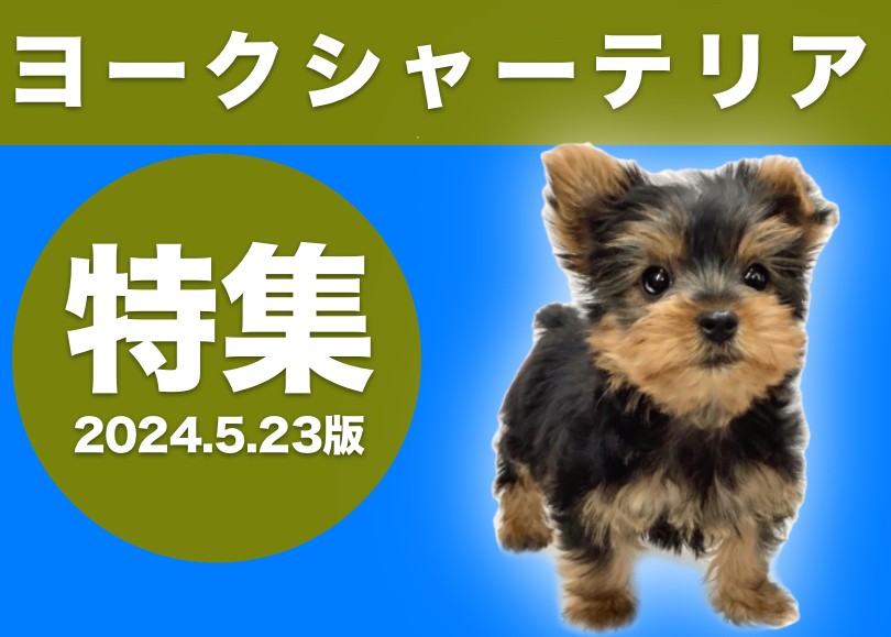 ヨークシャーテリア特集 】5/23現在在店中のヨーキーちゃんをご紹介 