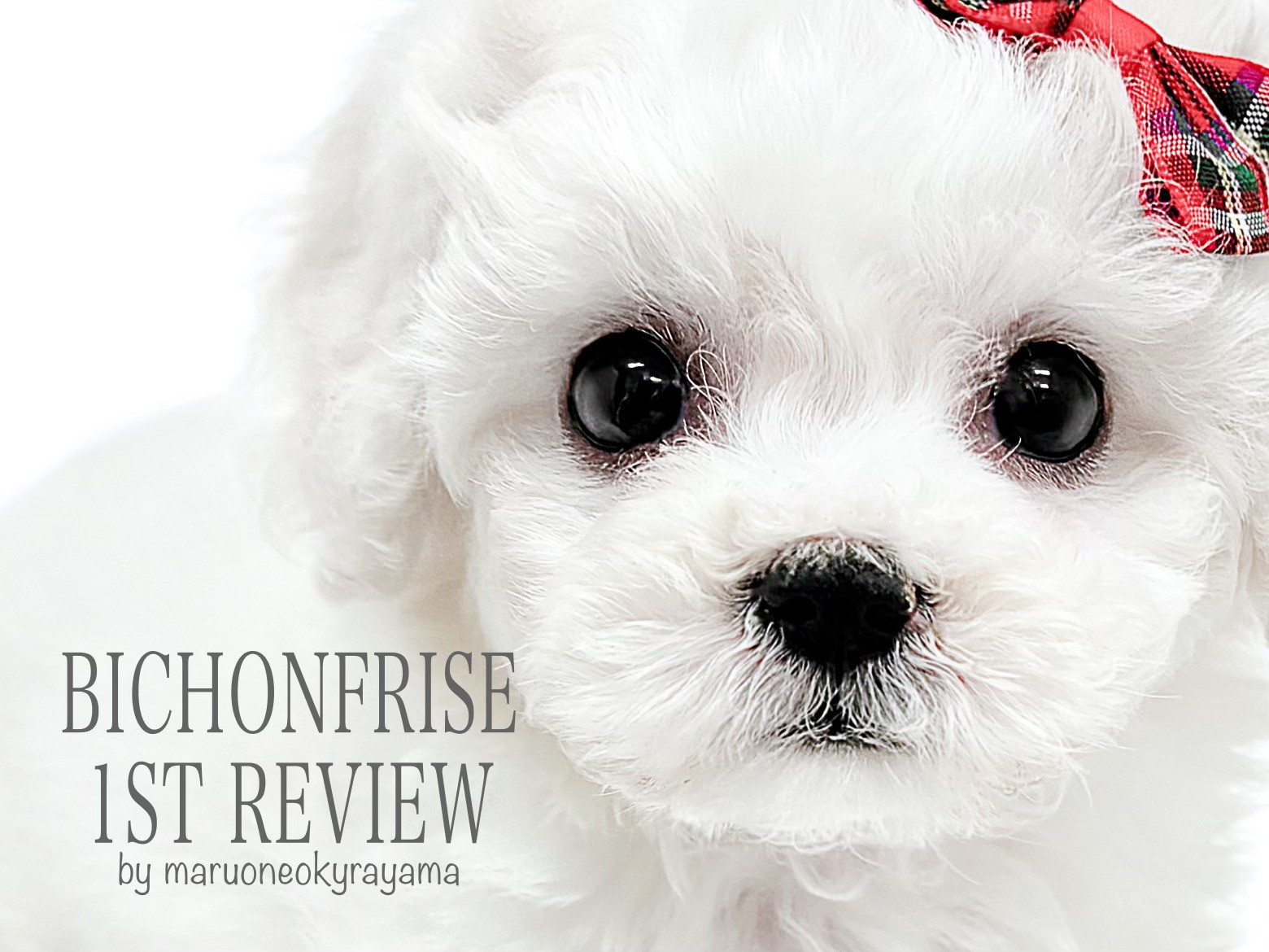 ビションフリーゼ 】両親共に5.0kgのちょうどいいサイズ感のアフロ