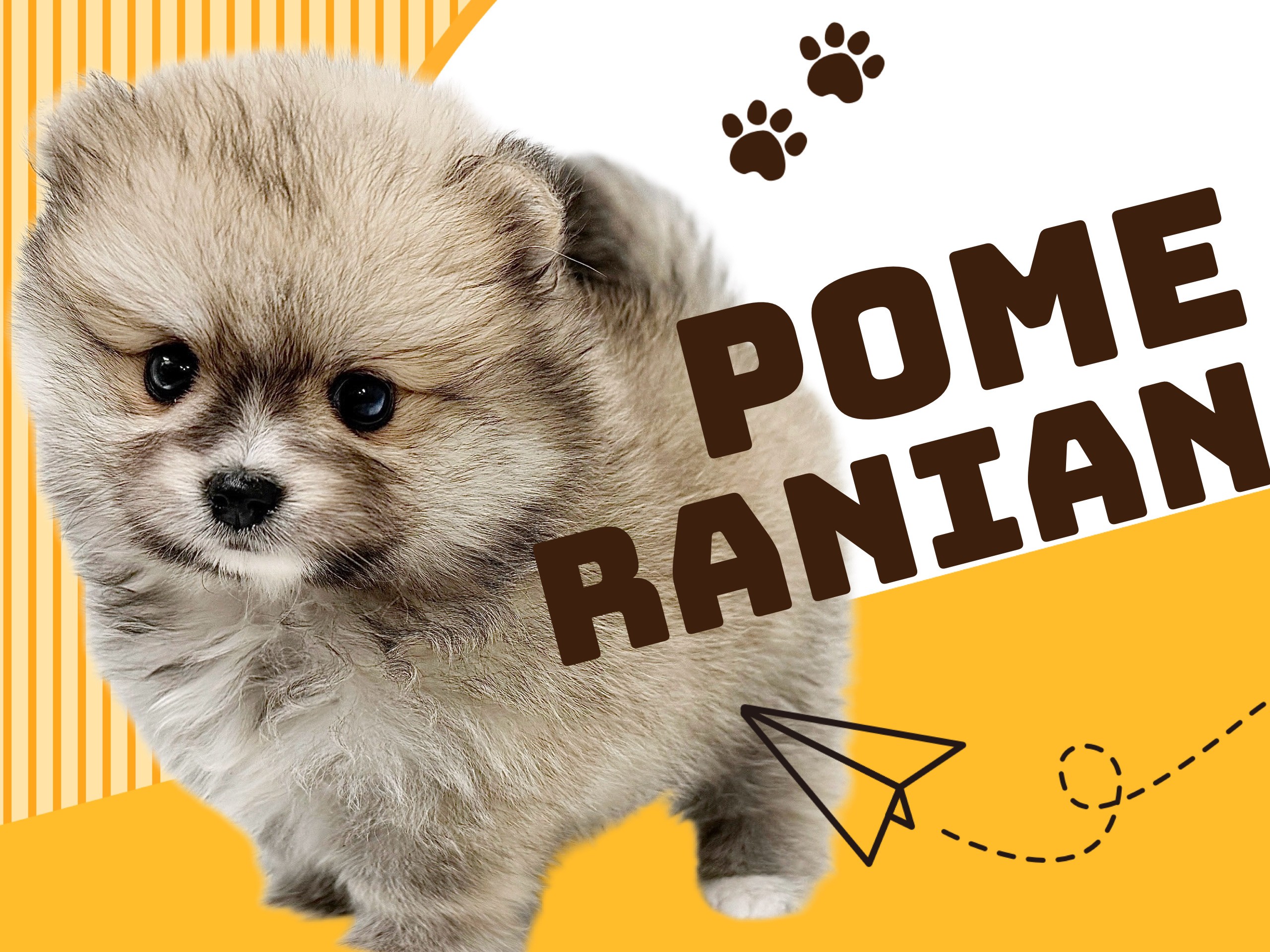 ポメラニアン 】究極のたぬき顔ポメ！爆毛クリームセーブルカラーの