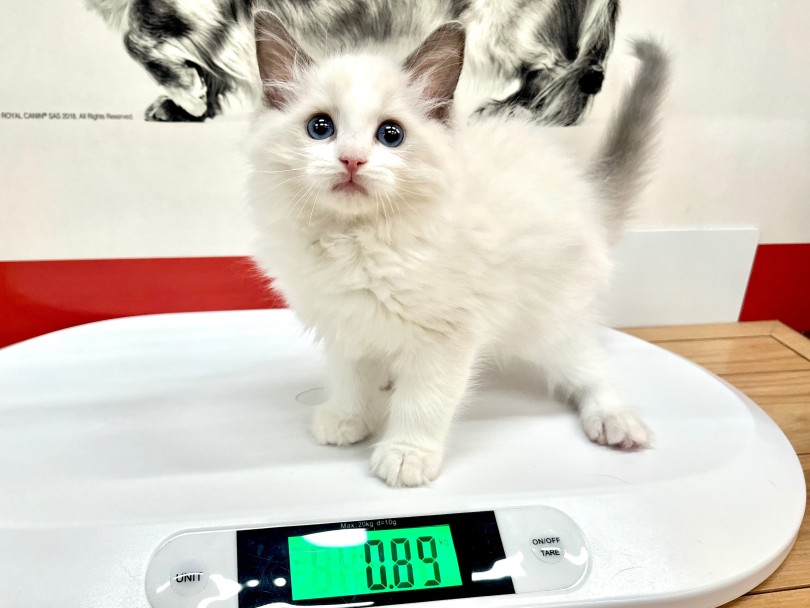 成猫時の予想体重は3～6kg | ラグドール （18-313） - 横浜 元町店