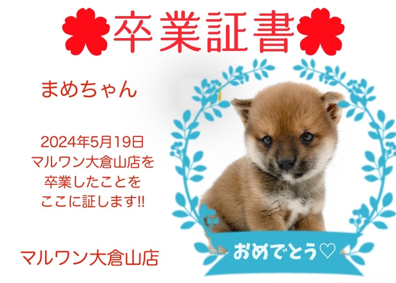 卒業証書 】まめちゃん卒業おめでとう！！スタッフママより愛を込めて