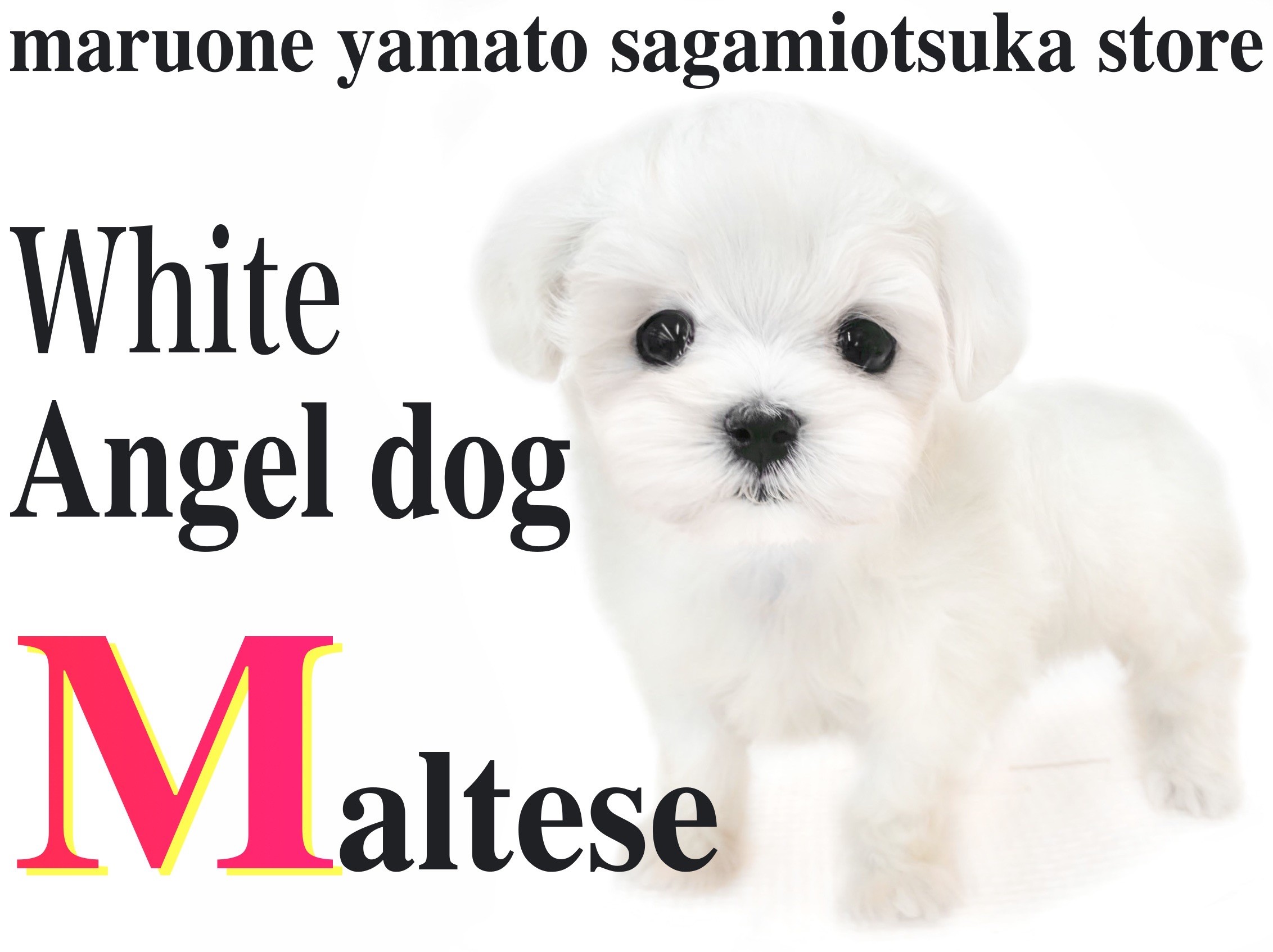 犬様お引き合い分です。 犬様お引き合い分です。