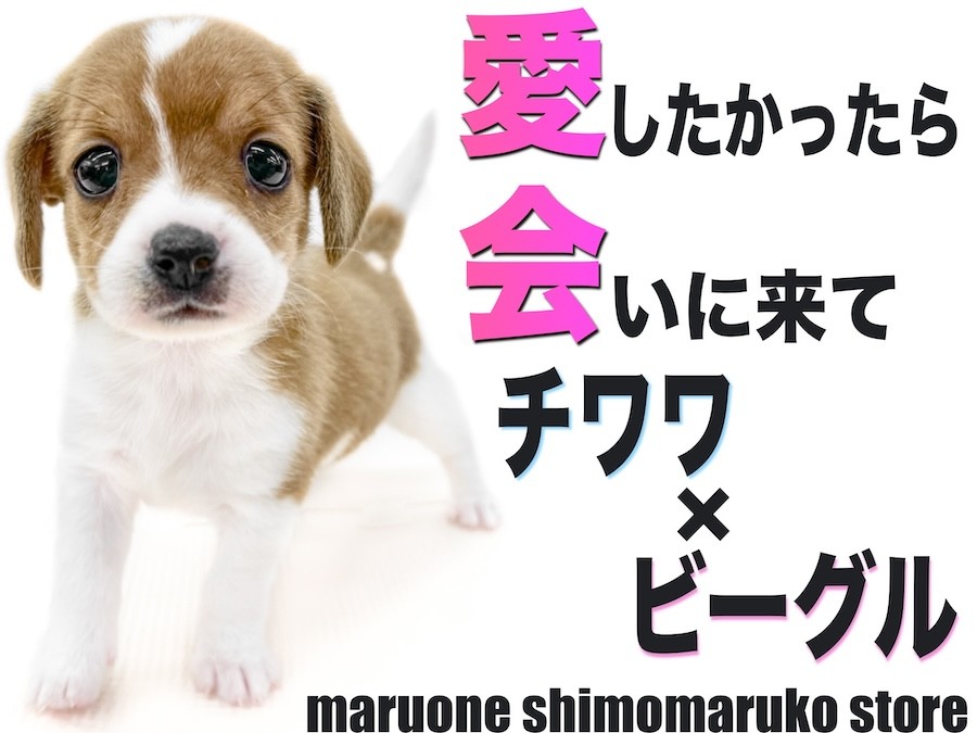 MIX 】チワワとビーグルのミックス犬！頭には愛の象徴のマークがある