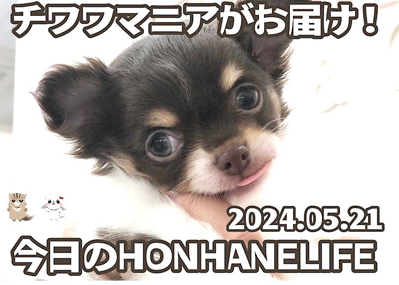 チョコタンチワワ成長ログ 】とってもマイペースな可愛いチワワちゃん