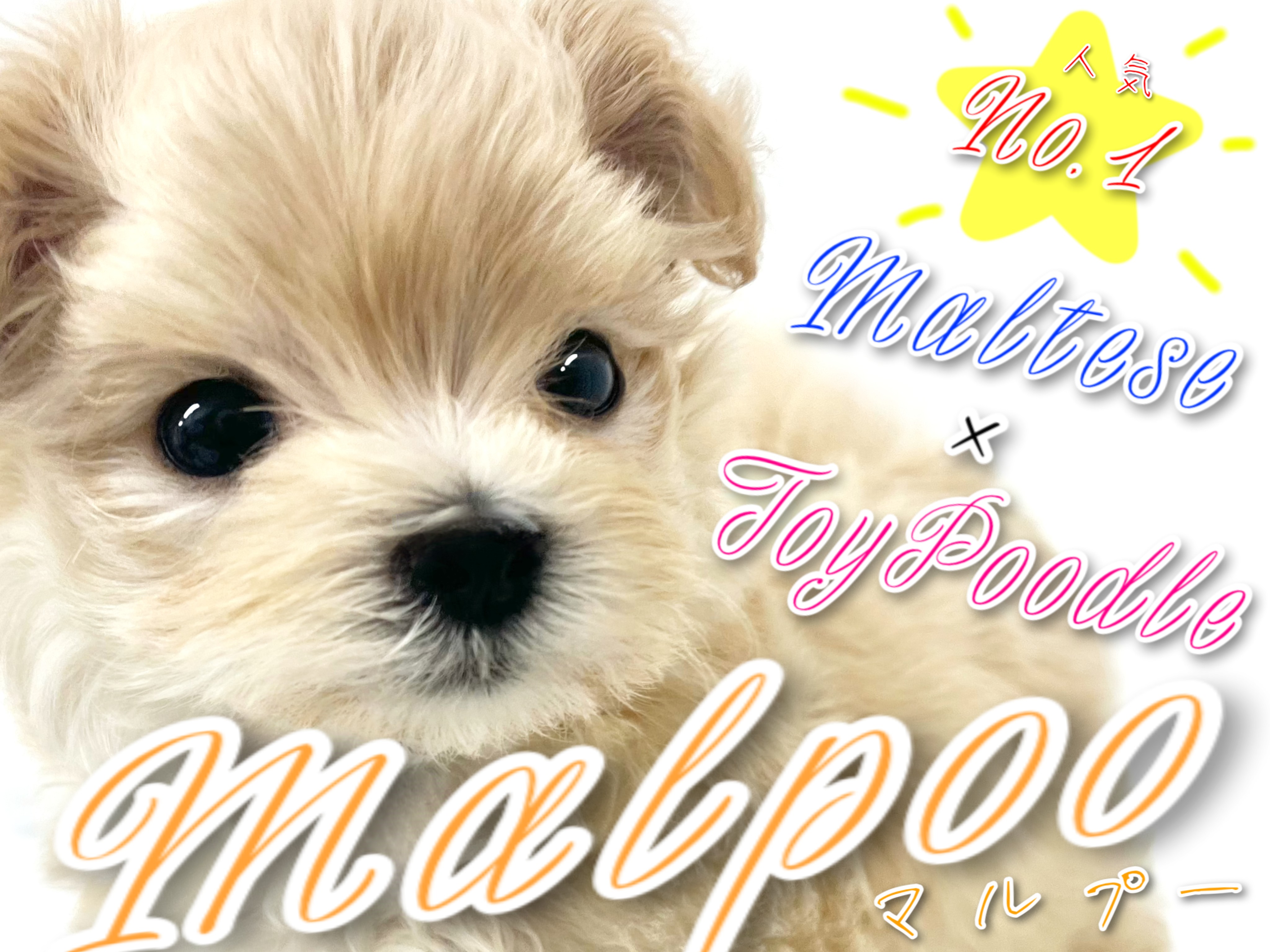 もふもふ小さめマルプーちゃん もふもふ小さめマルプーちゃん もふもふ小さめマルプーちゃん