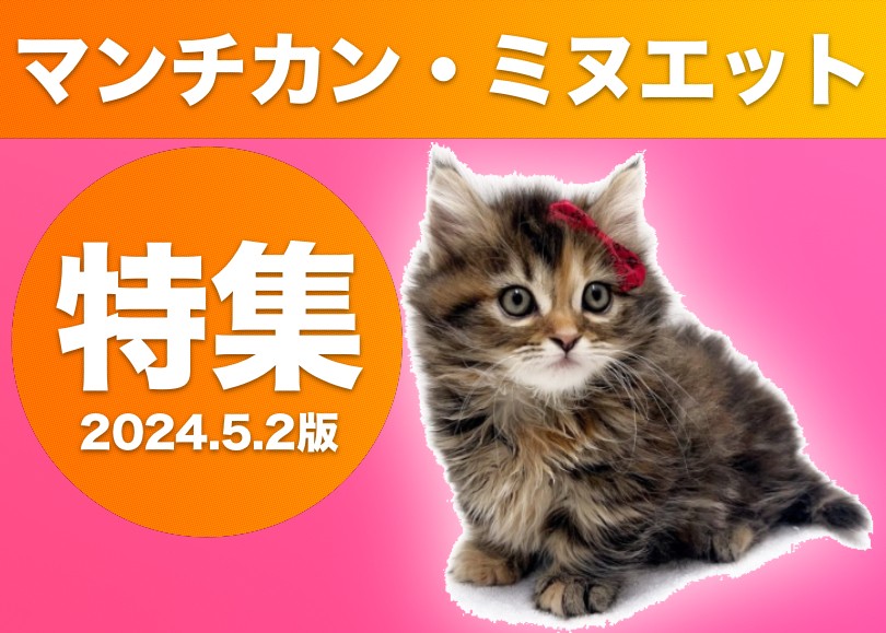 マンチカン・ミヌエット特集 】5/2現在在店中の全店舗の短足ニャンコを