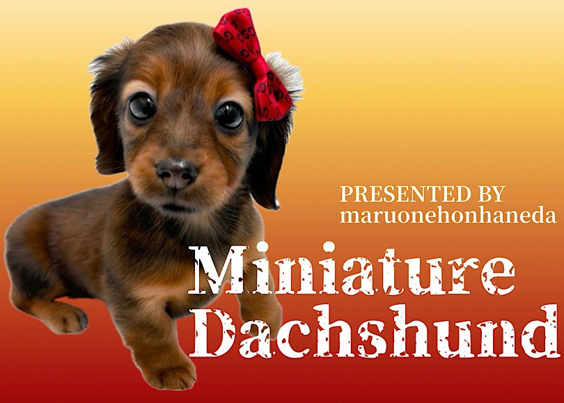 ミニチュアダックスフント 】灼熱の太陽に照らされた濃厚レッドの