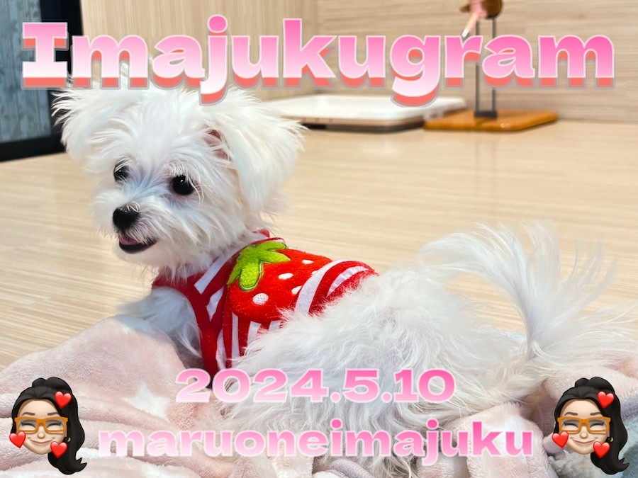 おさんぽワンワン マルチーズ Amazon.co.jp: おさんぽしよう!とことこワンちゃん マルチーズ