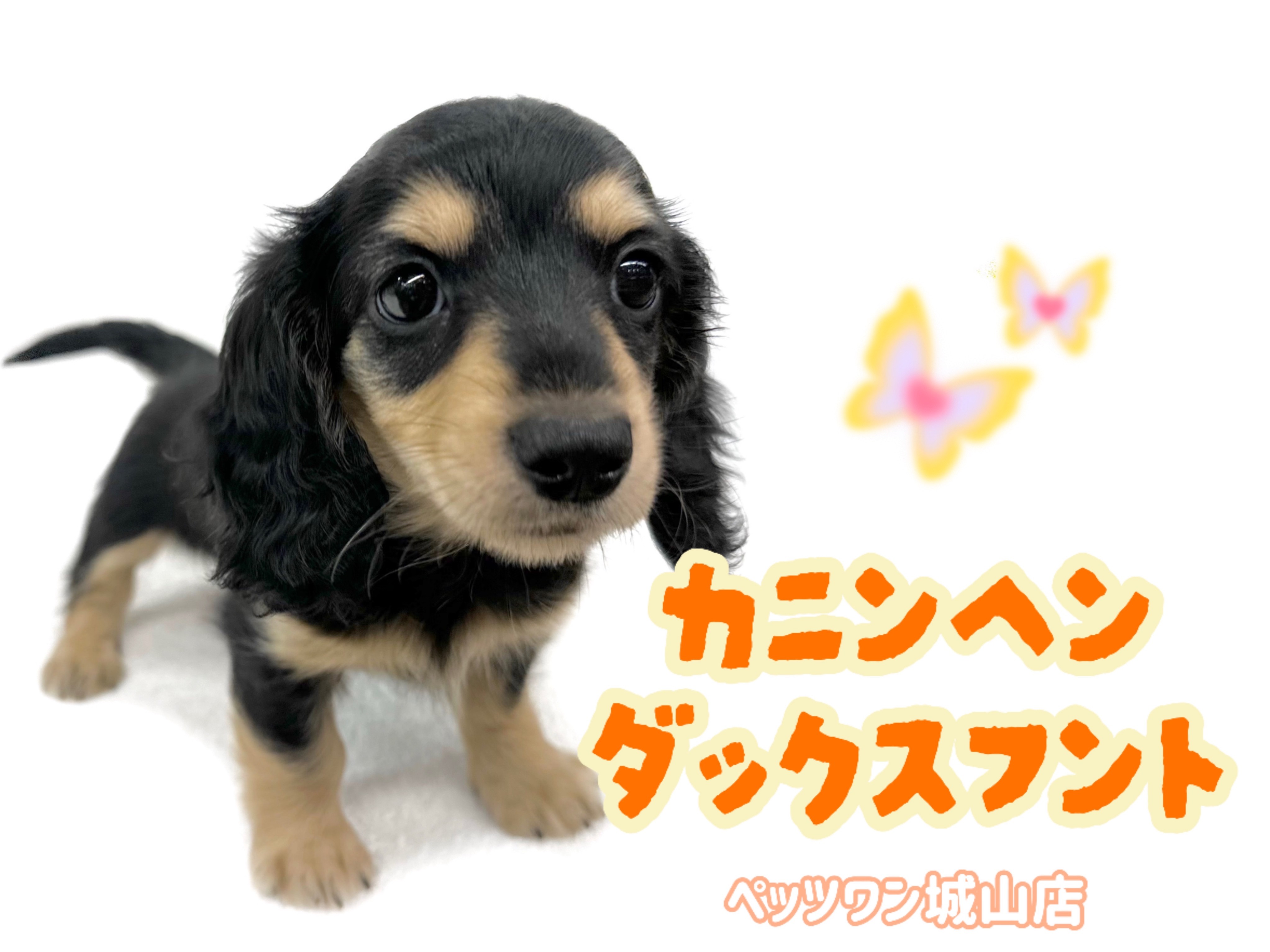 カニンヘンダックスフント 】愛され短足ボディ！天真爛漫なキュート