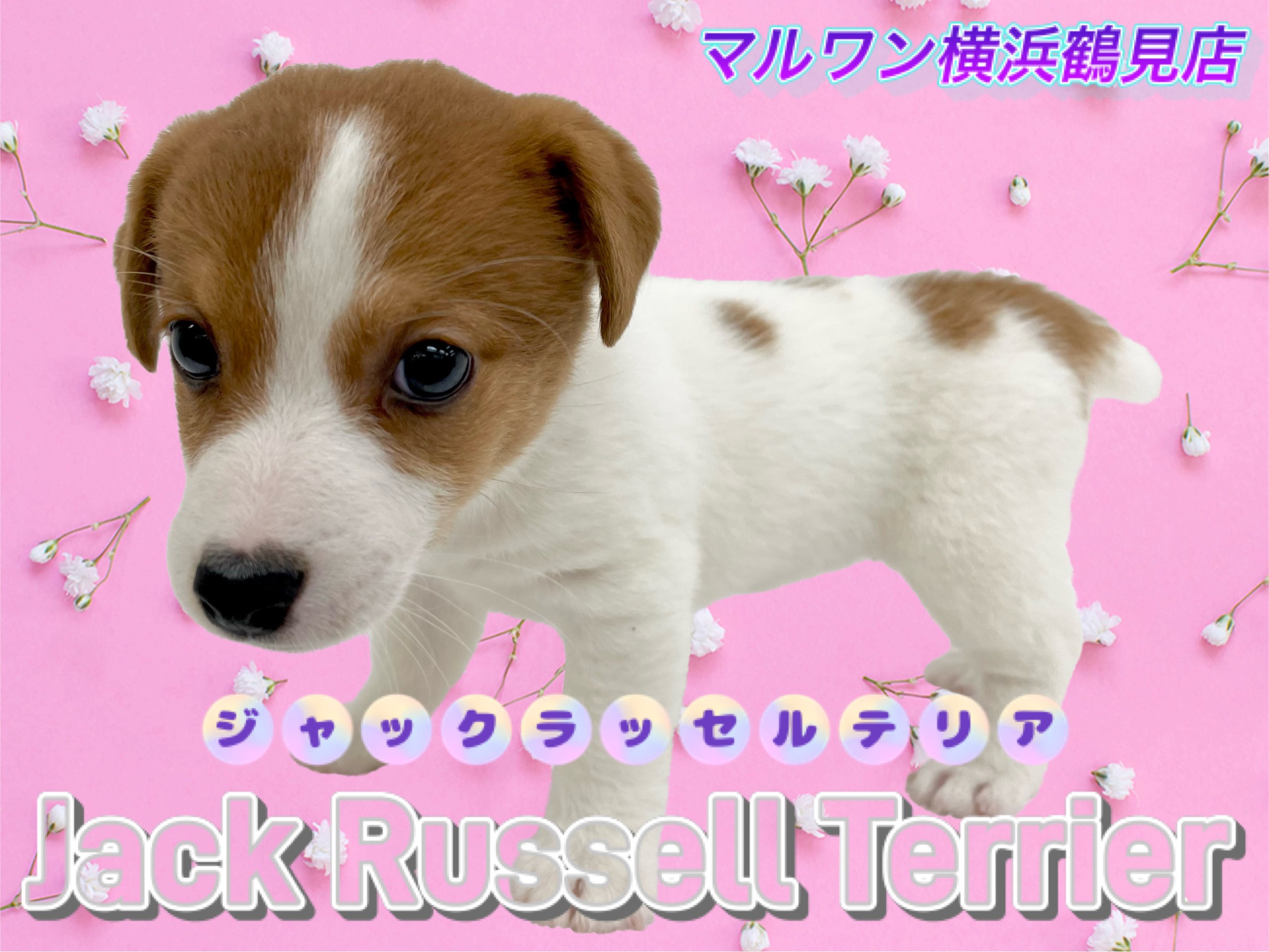 ジャックラッセルテリア 】お散歩沢山したい方必見！アクティブわんこ