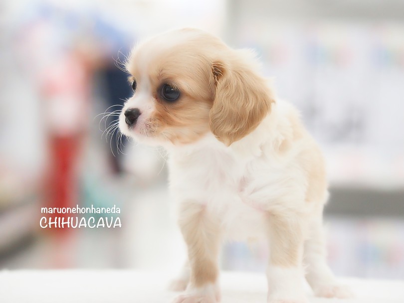 今キャバリアMIXがとっても人気なんです！ | MIX犬 チワキャバ （05-105） - 本羽田店